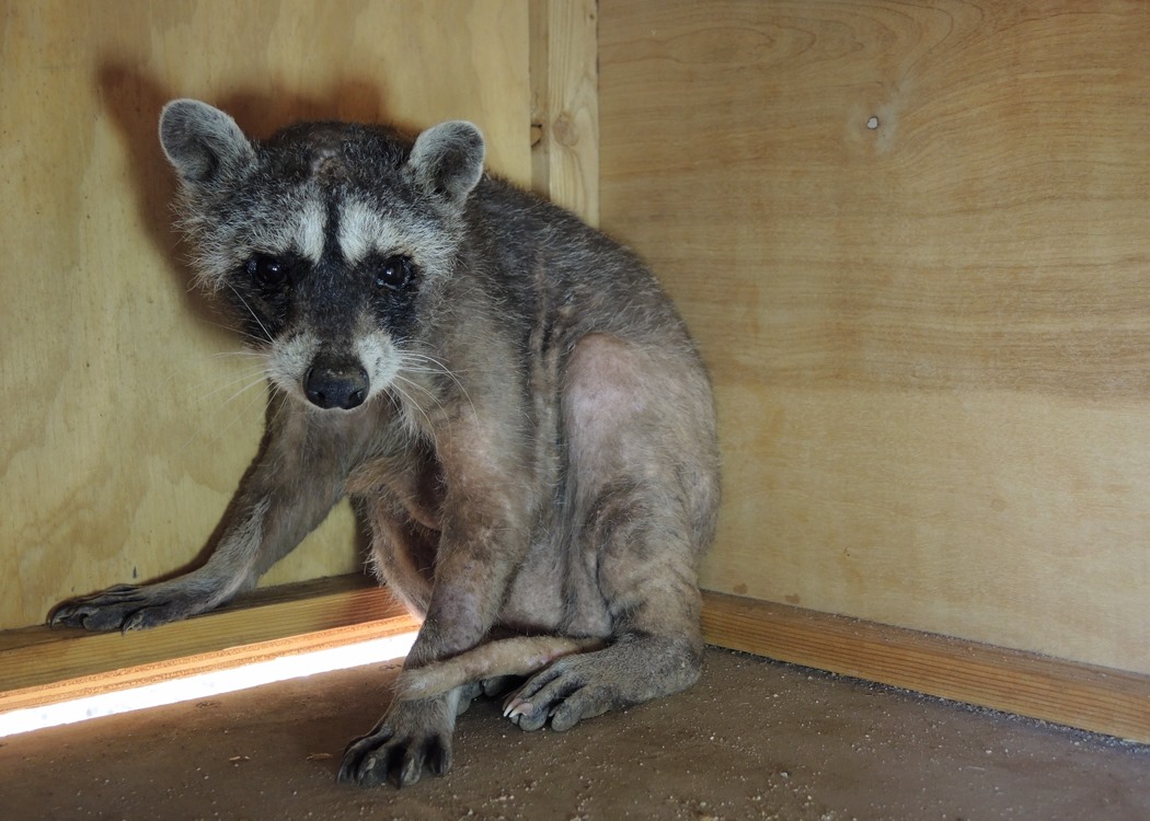 A recovering raccoon