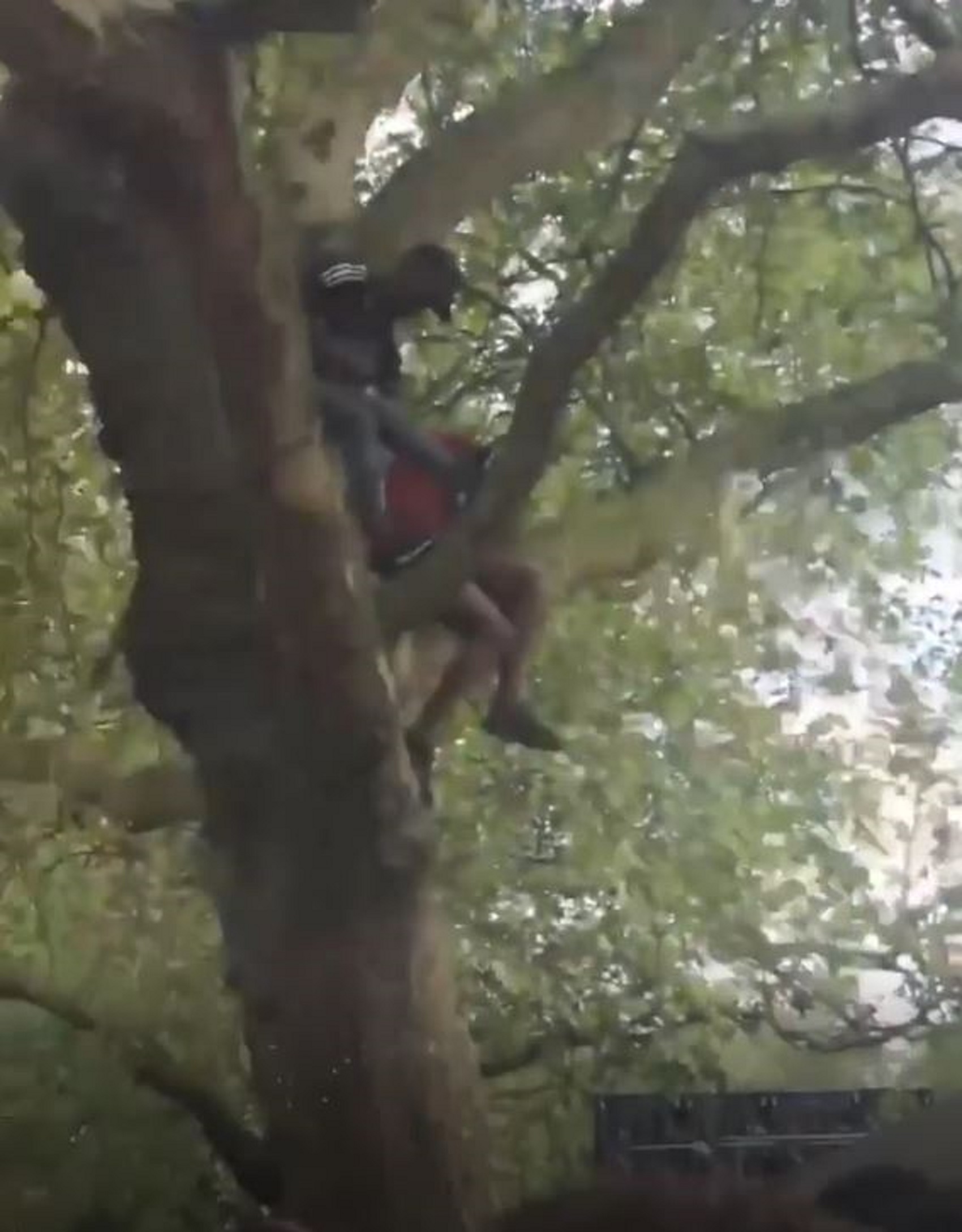 Two young men climbed a tree as the crowd waited for the show to start