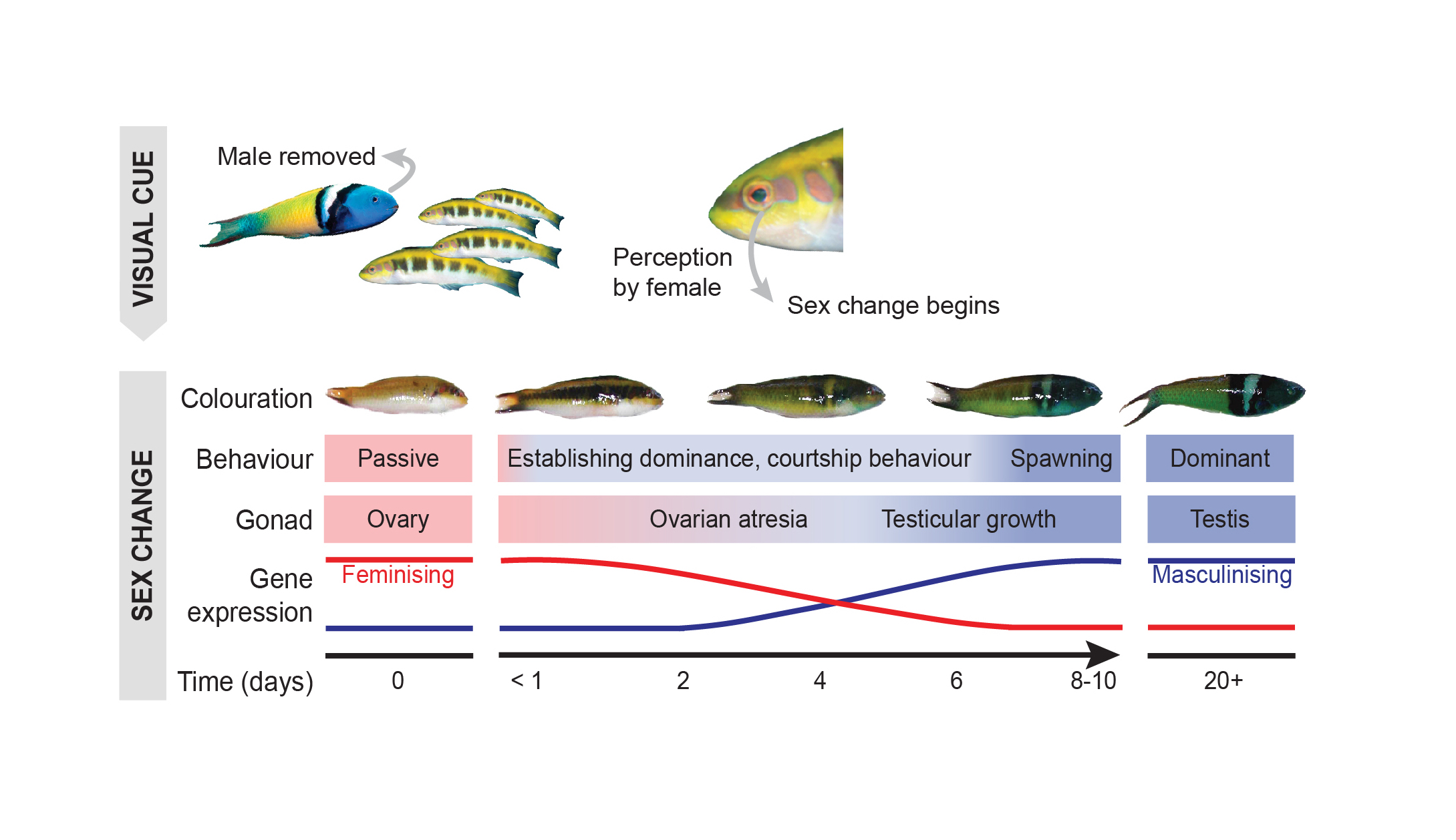 Mystery of sex change in fish unlocked, scientists say | Shropshire Star