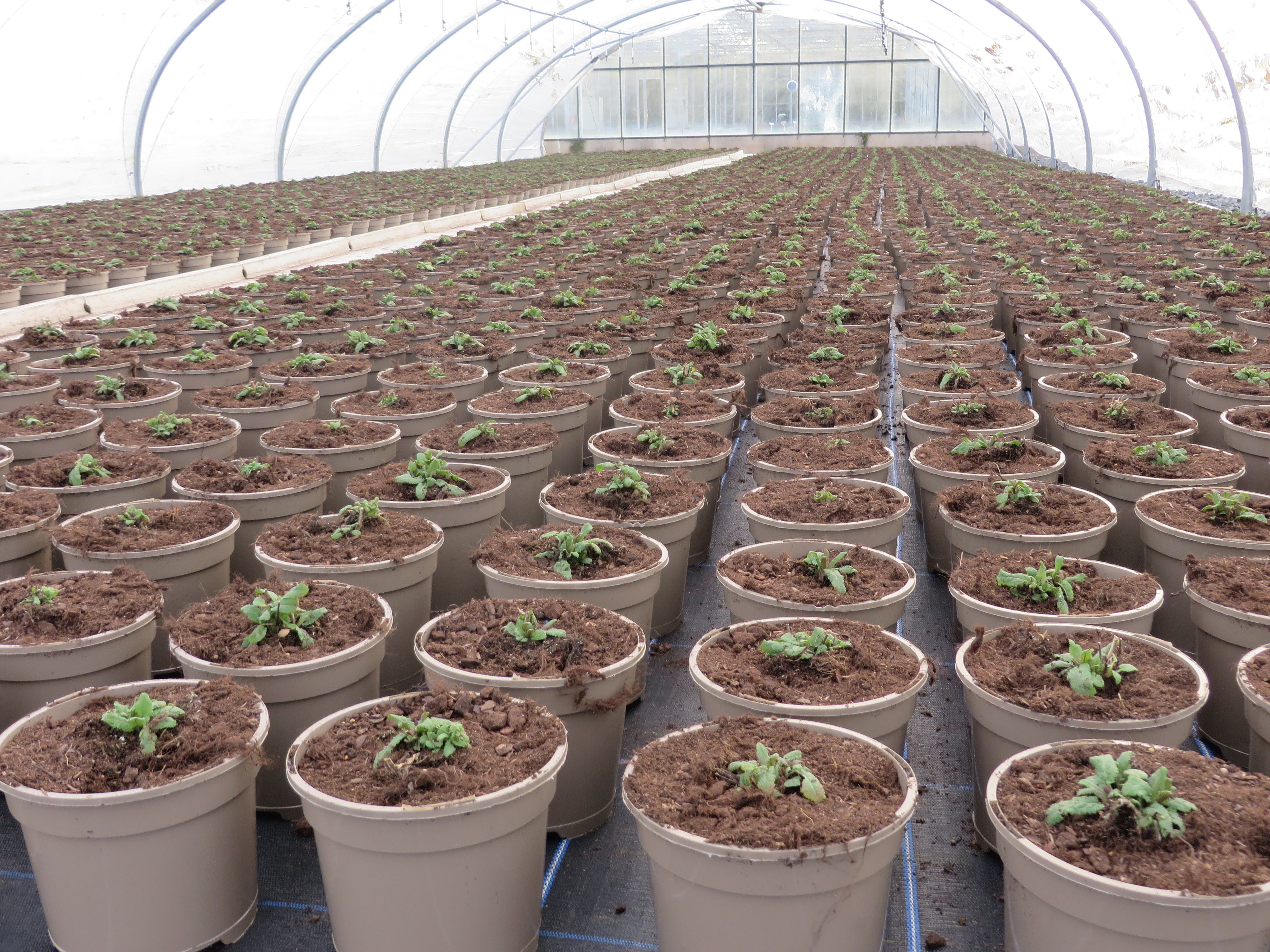 With 500 Million Black Plastic Plant Pots In Circulation How Can 500 Million Black Plastic Plant Pots