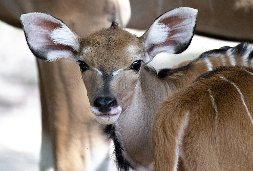 A giant eland at Zoo Miami