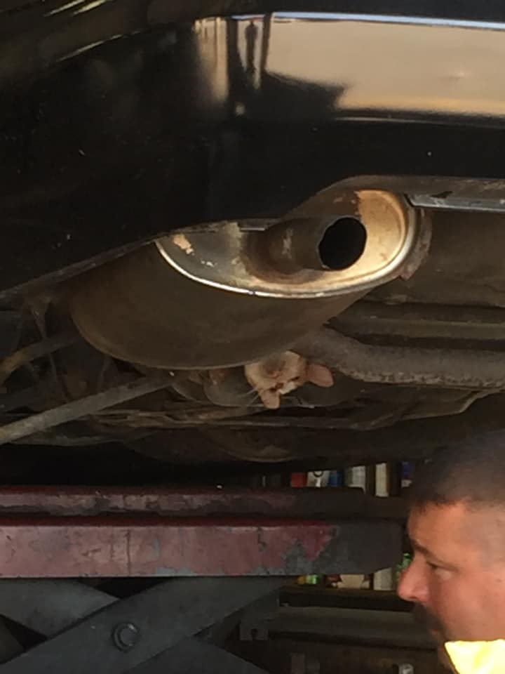 A cat stuck in a car frame