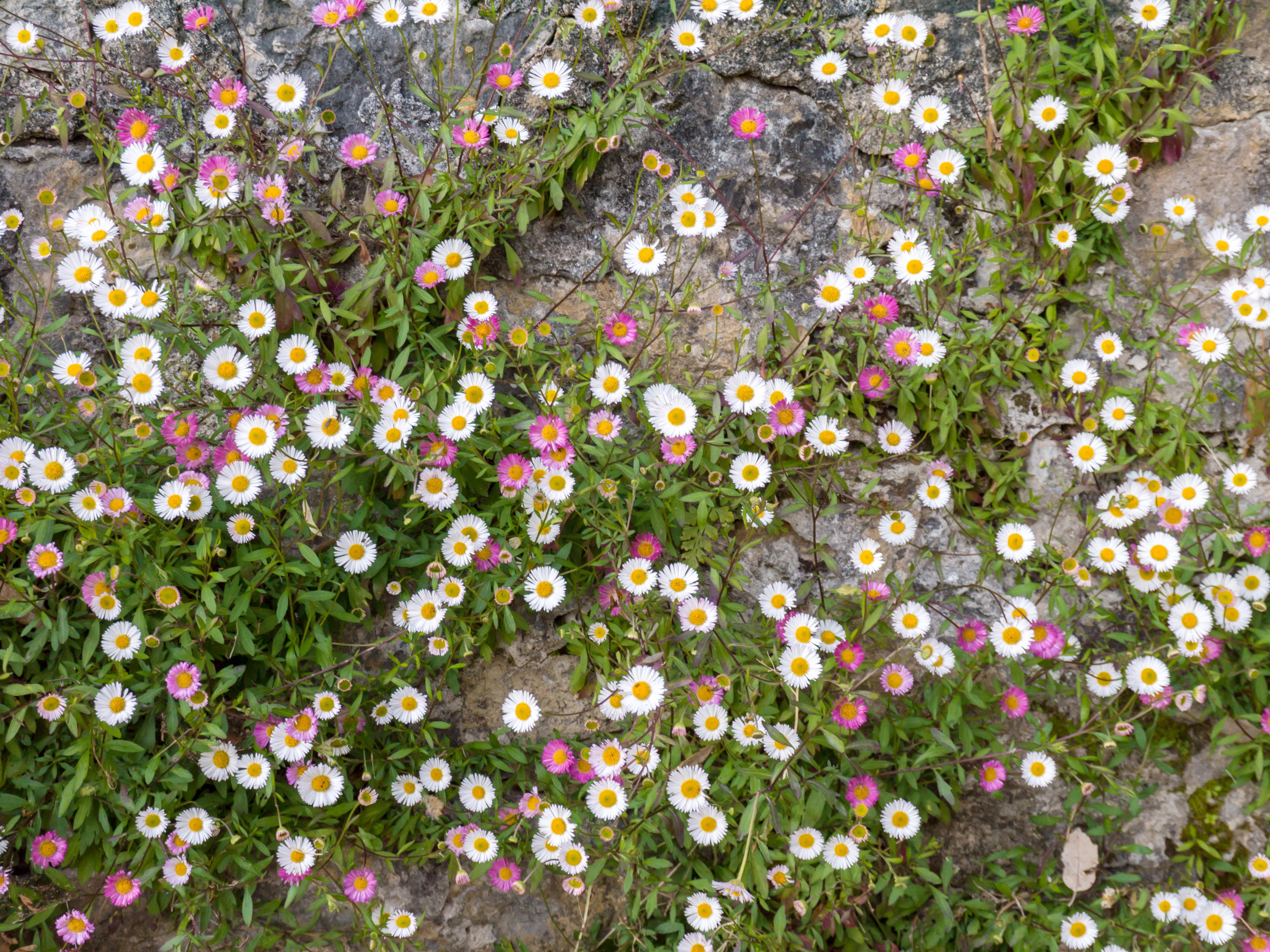 Mexican fleabane will grow in dry conditions (iStock/PA)