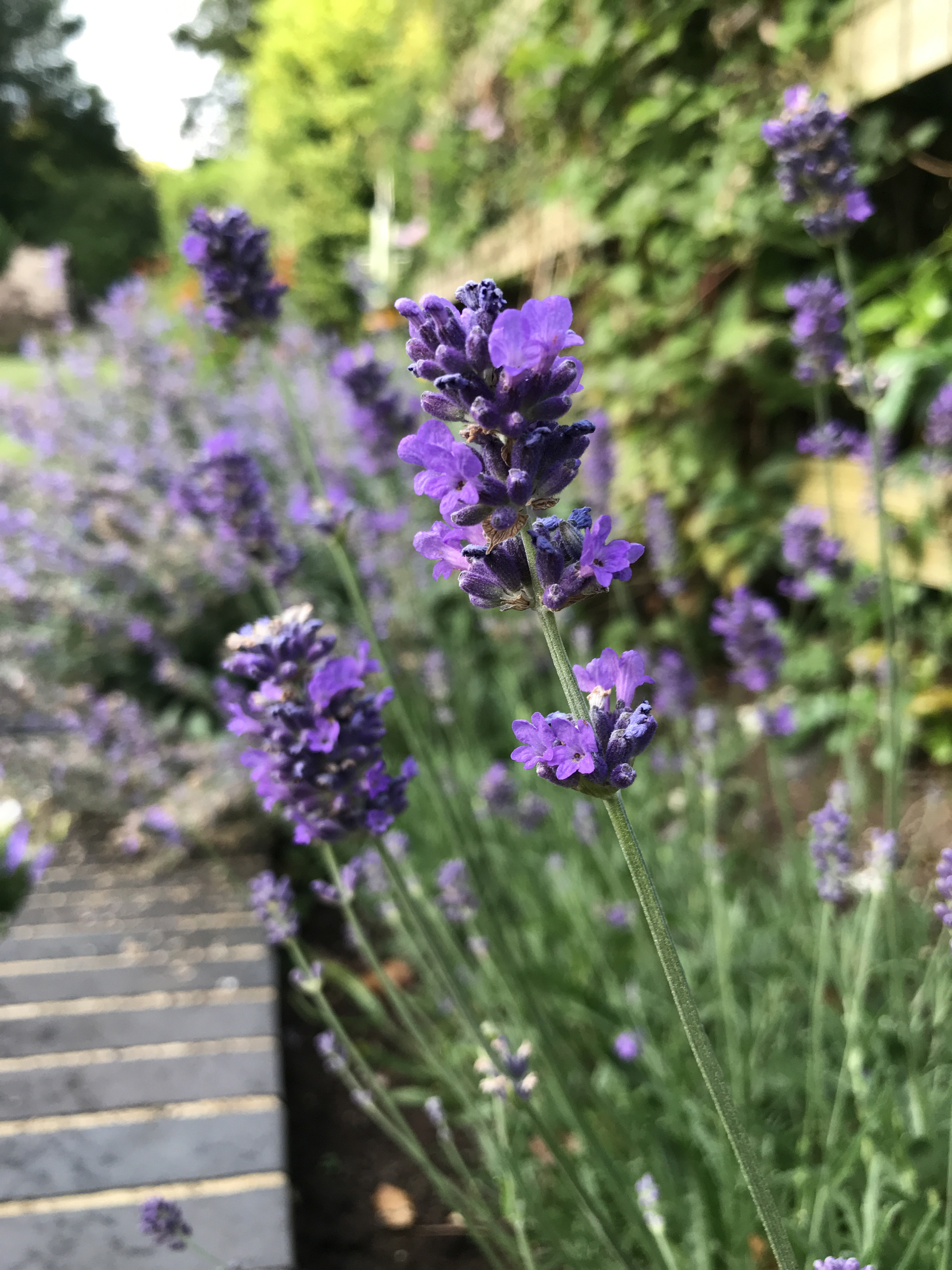 Plants like lavender need really good drainage (Hannah Stephenson/PA)