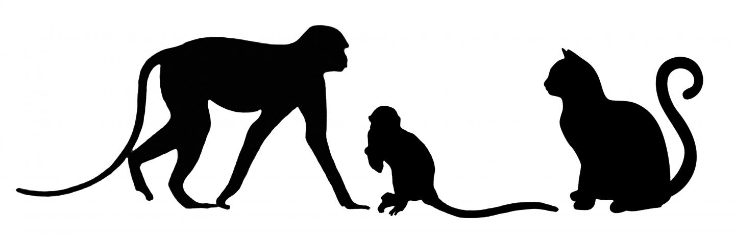 A typical guenon monkey compared to how large Nanopithecus browni, would have been, and a domestic cat ( Carol Ward/PA)