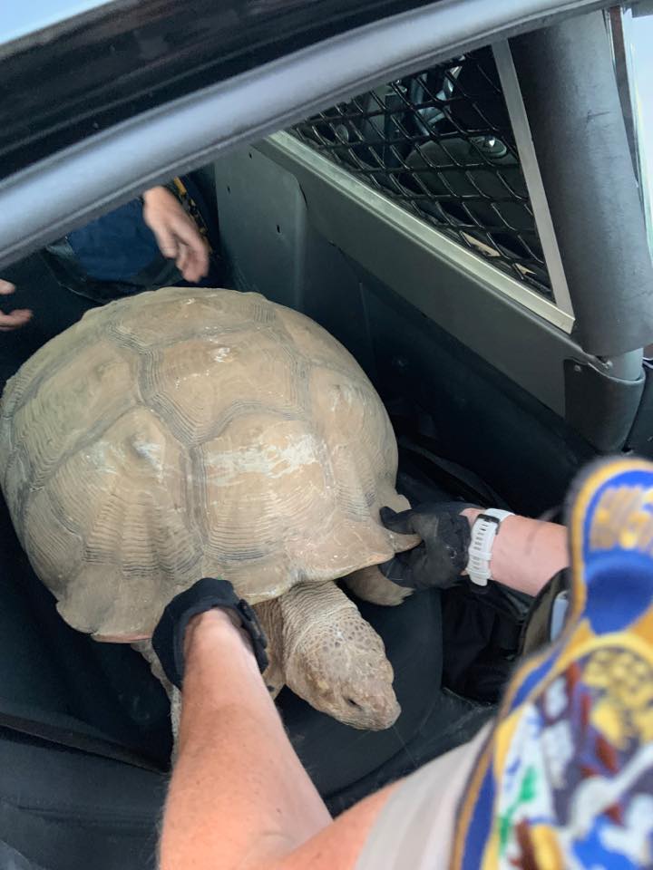 A tortoise being put into a police car