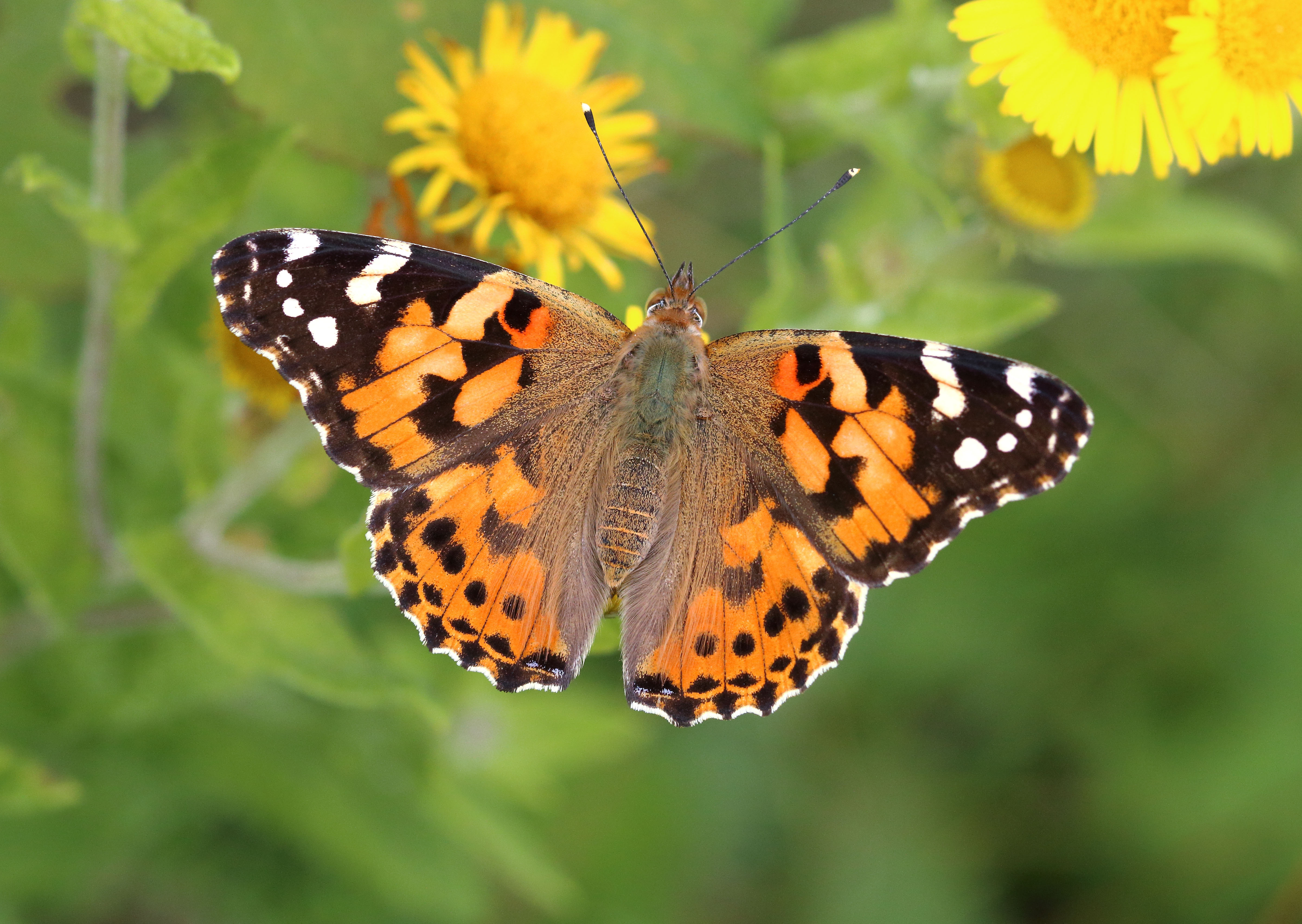 Painted ladies are a common immigrant to the UK (Mark Searle/Butterfly Conservation/PA)