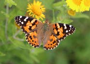 UK Could Be Seeing A Once in a decade Painted Lady Butterfly Influx UK Could Be Seeing A Once in a decade Painted Lady Butterfly Influx