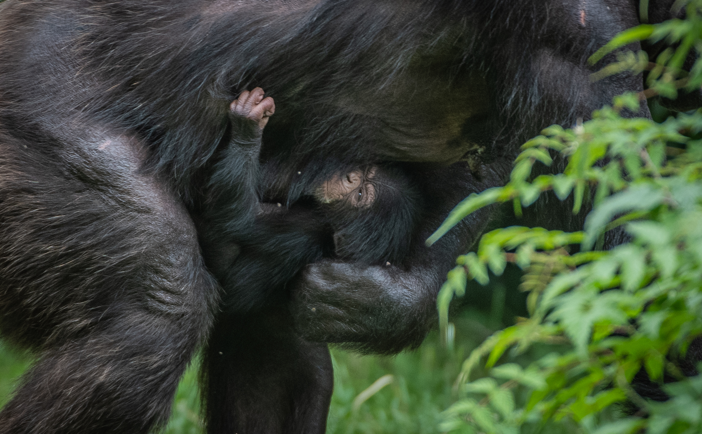 The endangered chimp was born in front of zoo visitors (Chester Zoo/PA)