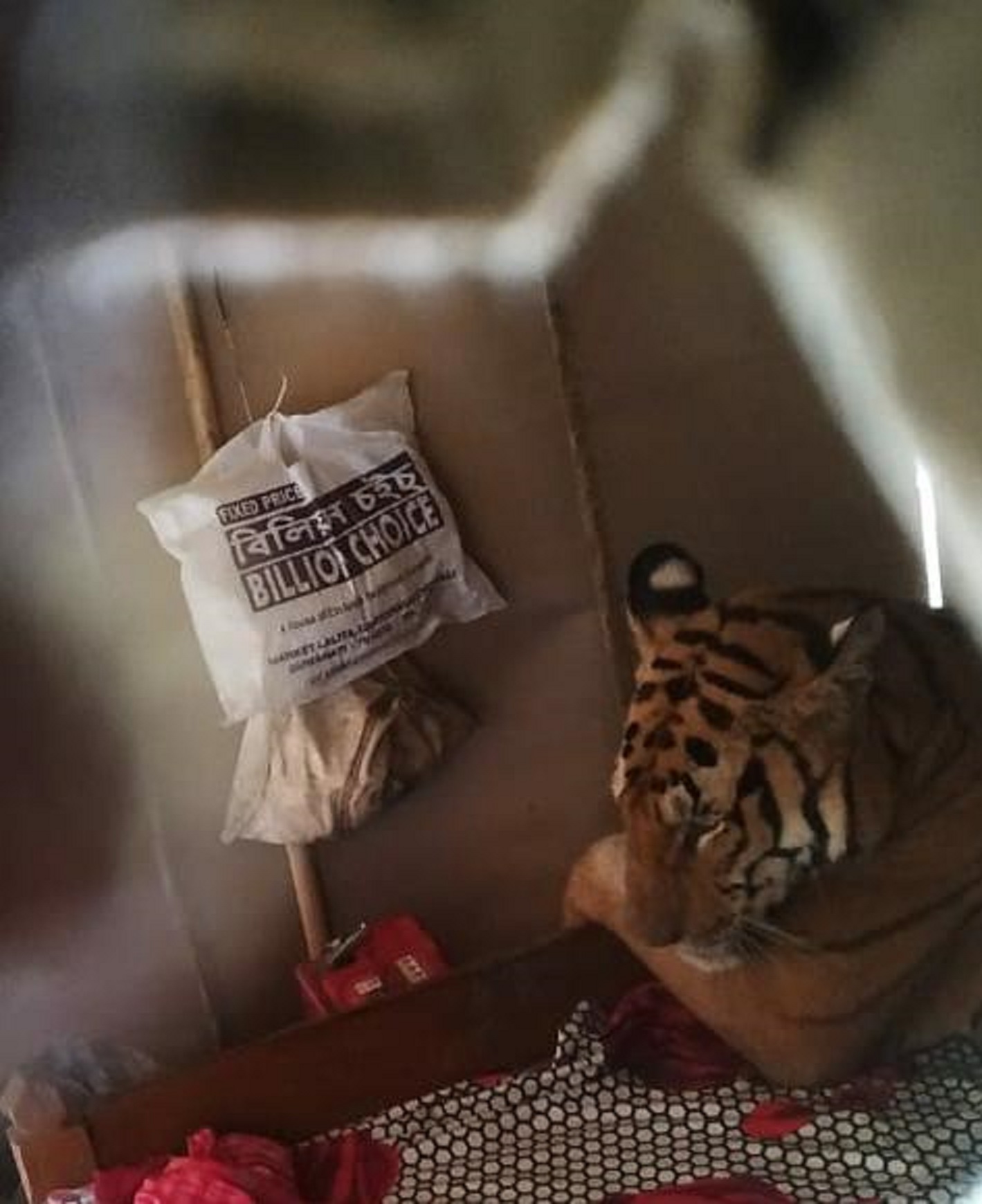 A tiger takes a nap in a house in Assam, India