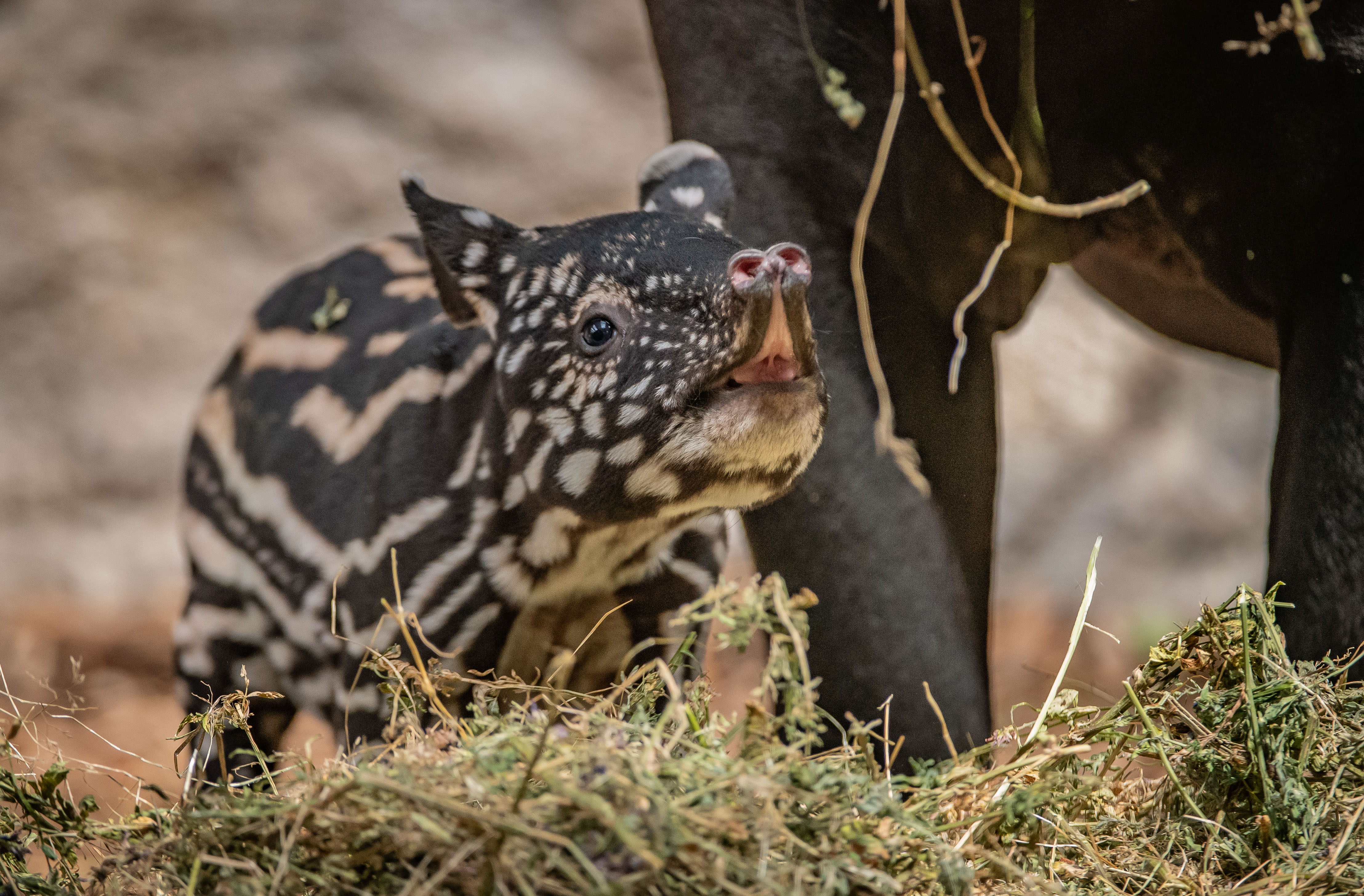 Rare baby tapir born at Chester Zoo named following public poll - The Irish  News