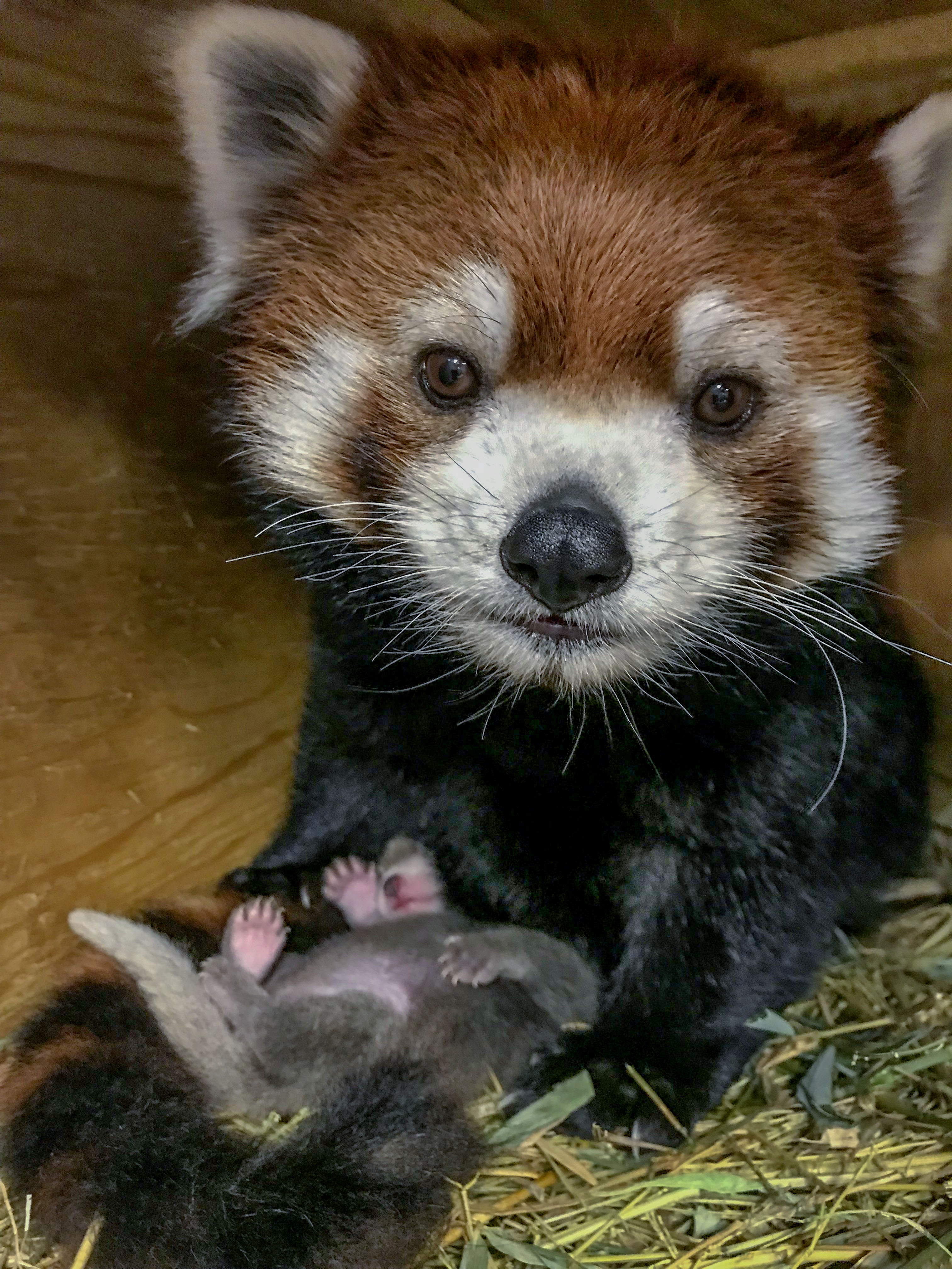 A baby red panda born at Milwaukee County Zoo