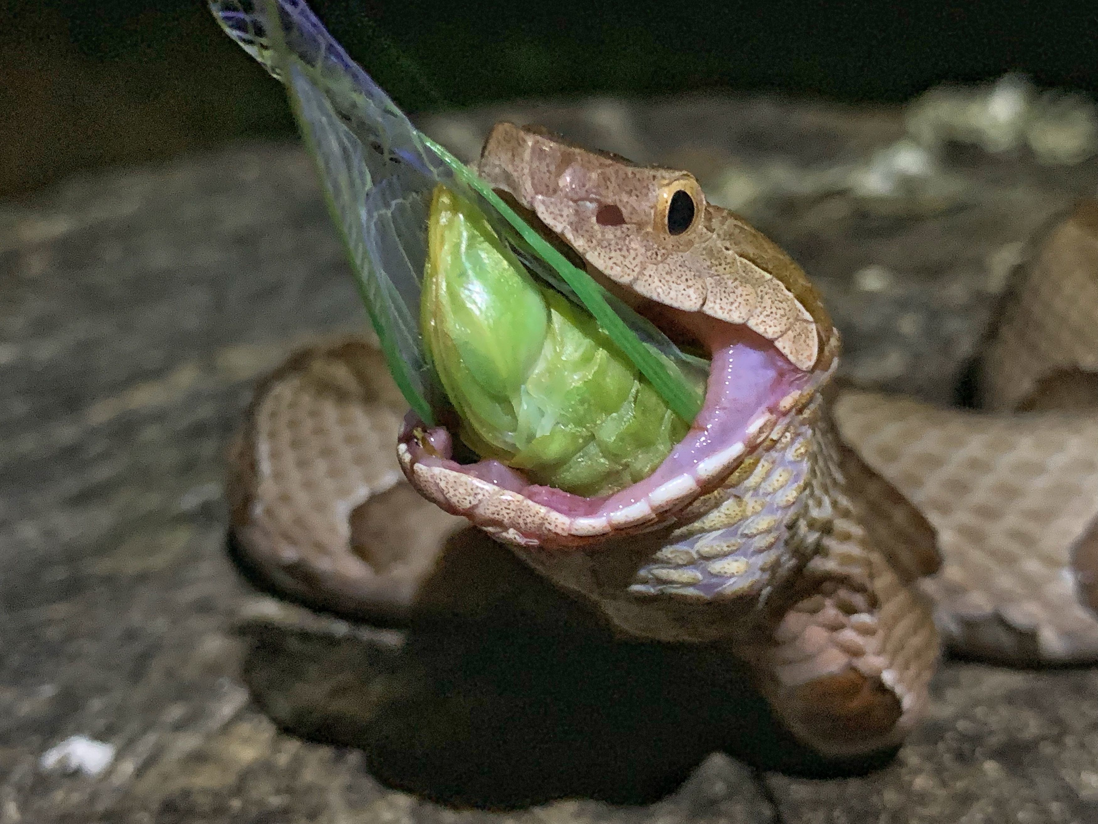 A copperhead snake eating a cicada 