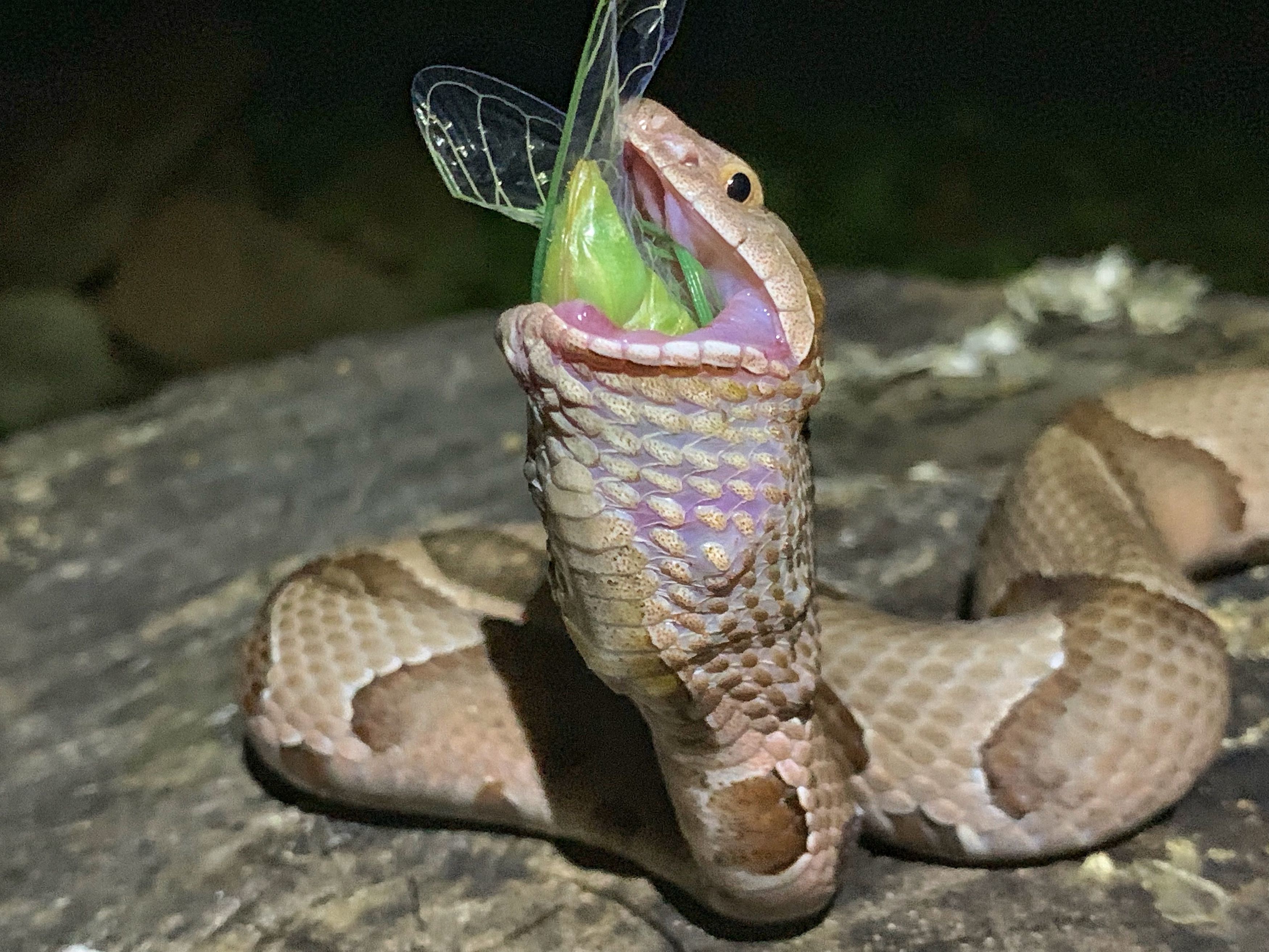 A copperhead snake eating a cicada