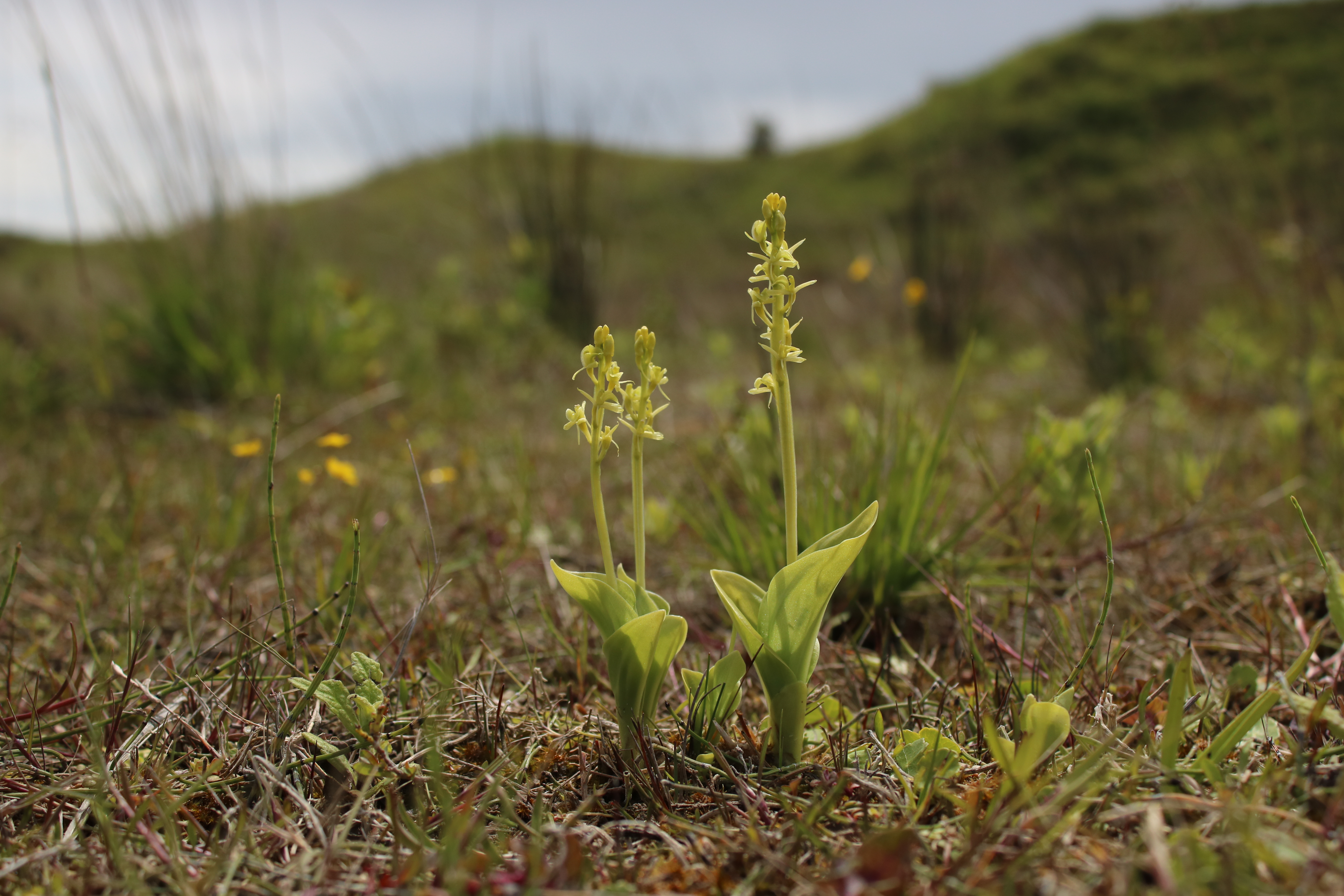 Fen orchids face an uncertain future without the conservation action being backed by the project, experts say (Mike Waller/Plantlife/PA)