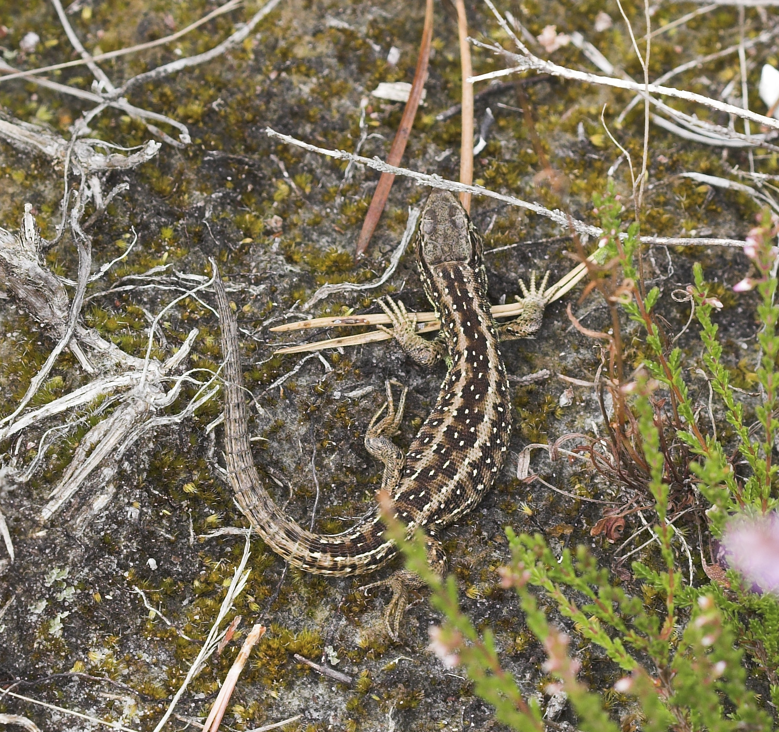 Sand lizards are among the rare wildlife found in sand dune habiatats (Allan Drewitt/PA)