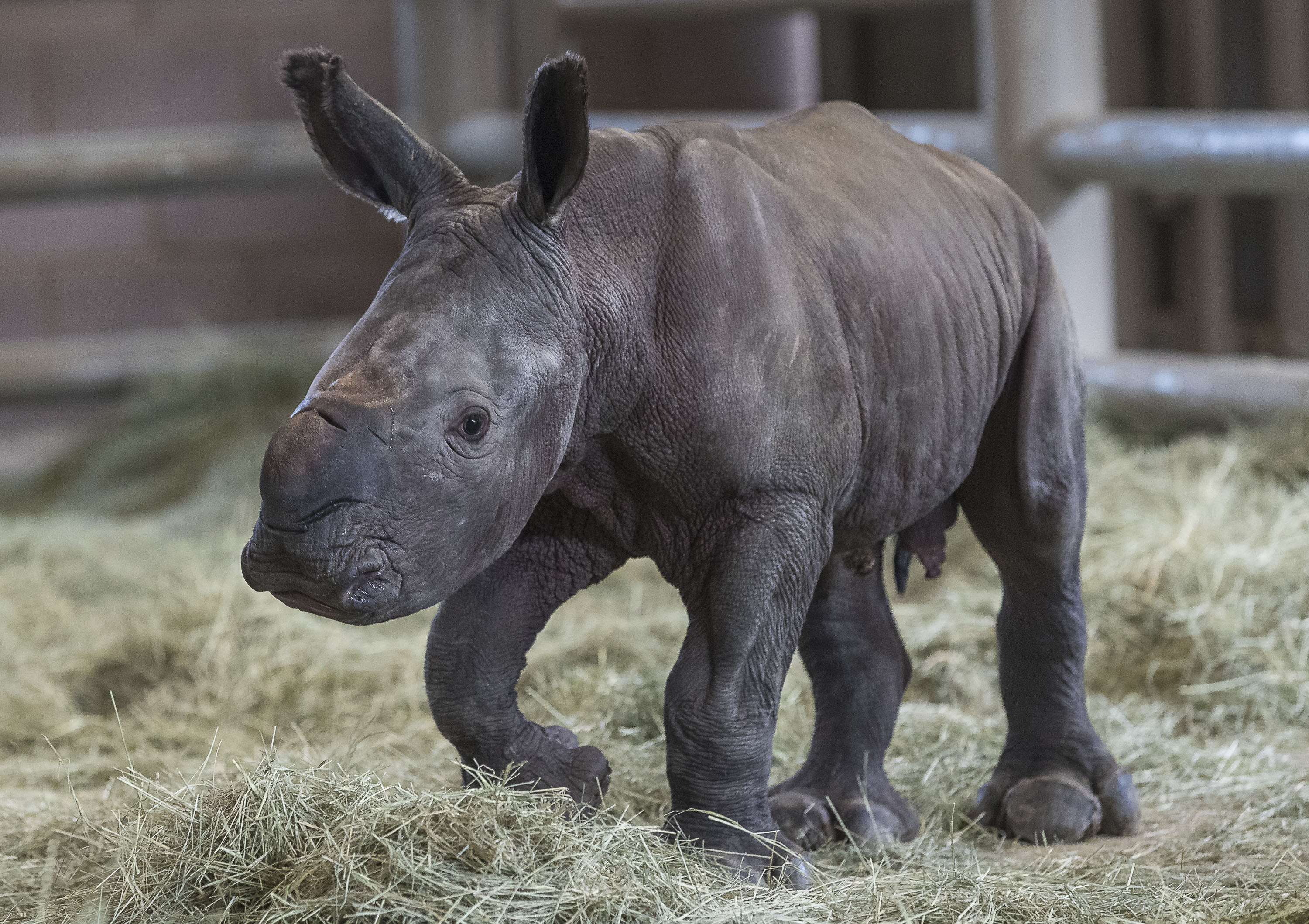 The rhino calf