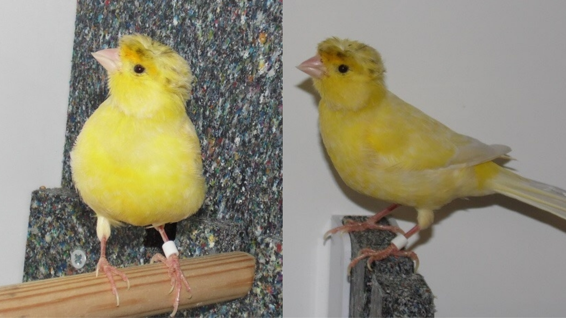 Lost canary nicknamed Boris due to fluffy 'golden hair' - The Irish News