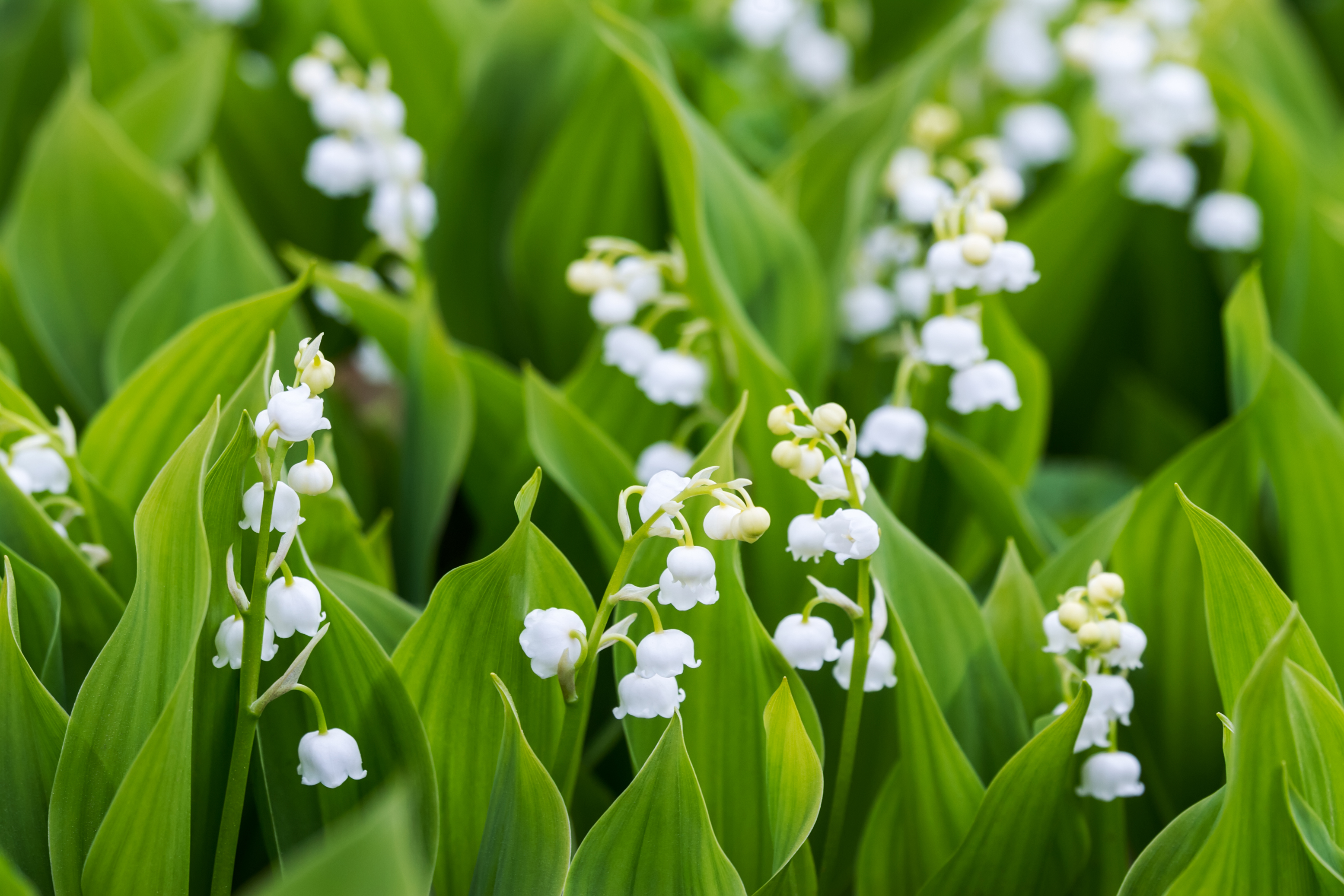 Lily of the valley (Convallaria majalis) (iStock/PA)