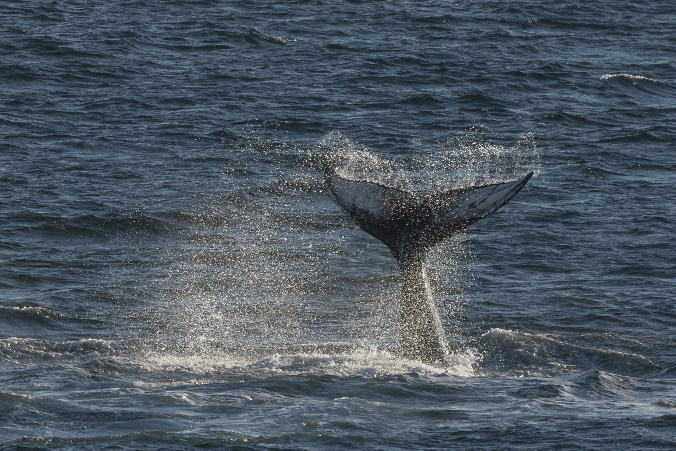 A photograph of the humpback whale in the Arctic was found by volunteer citizen scientists (Iain Rudkin Photography/PA)
