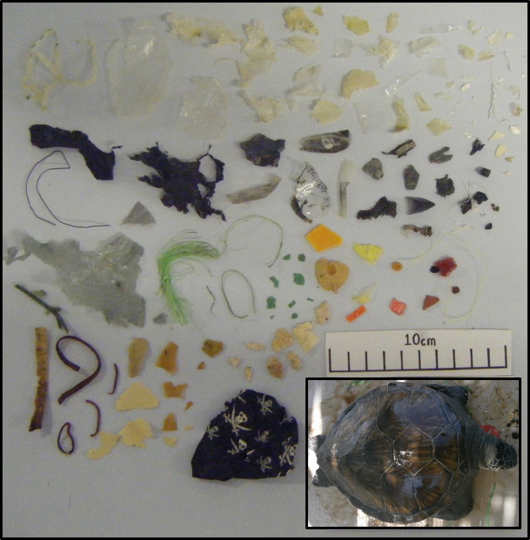 Plastic found in green turtles (Emily Duncan/PA)