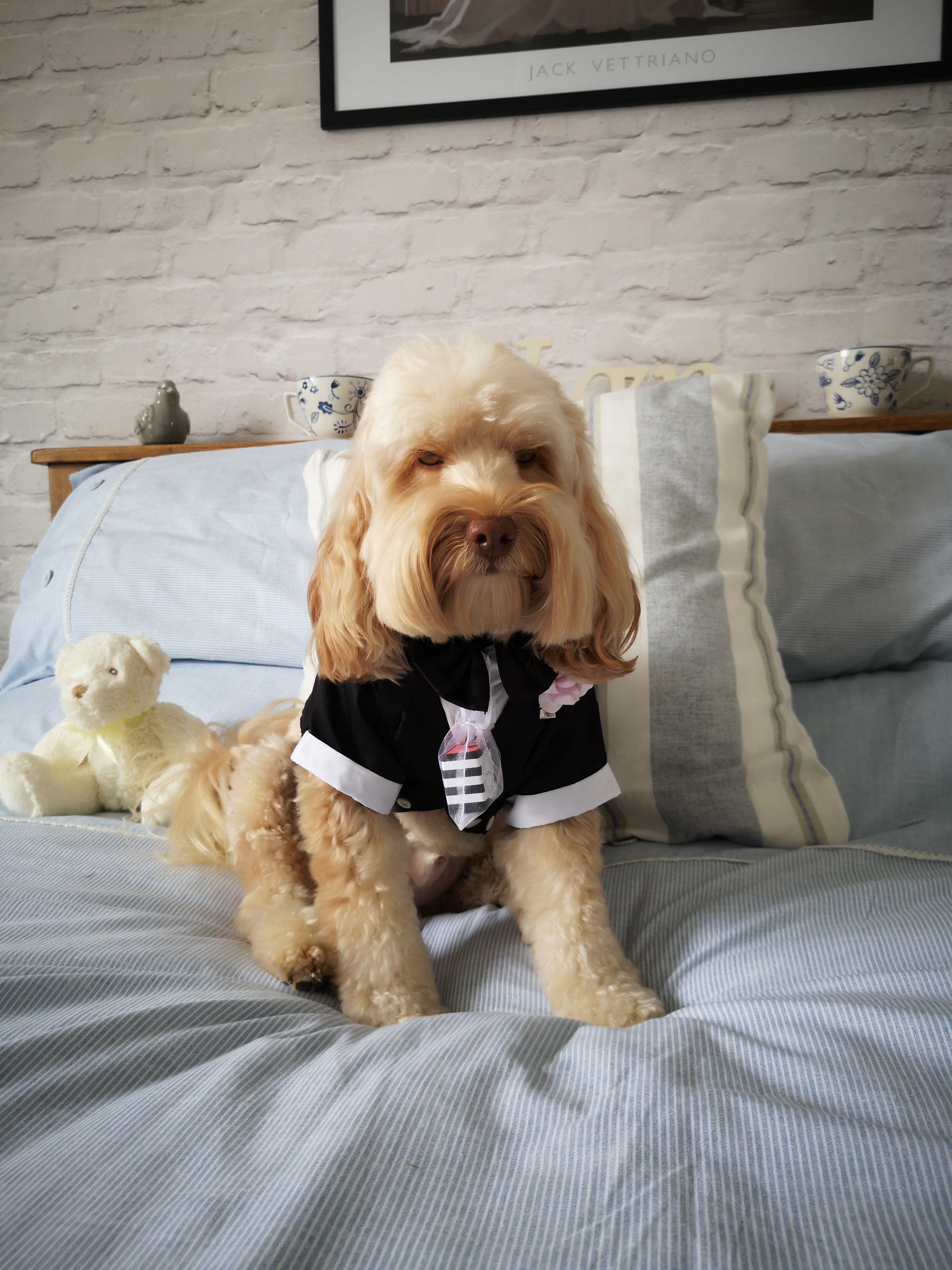 Cockapoo Bernard was a surprise ring bearer at the wedding (Dawn Winfield-Hunt)