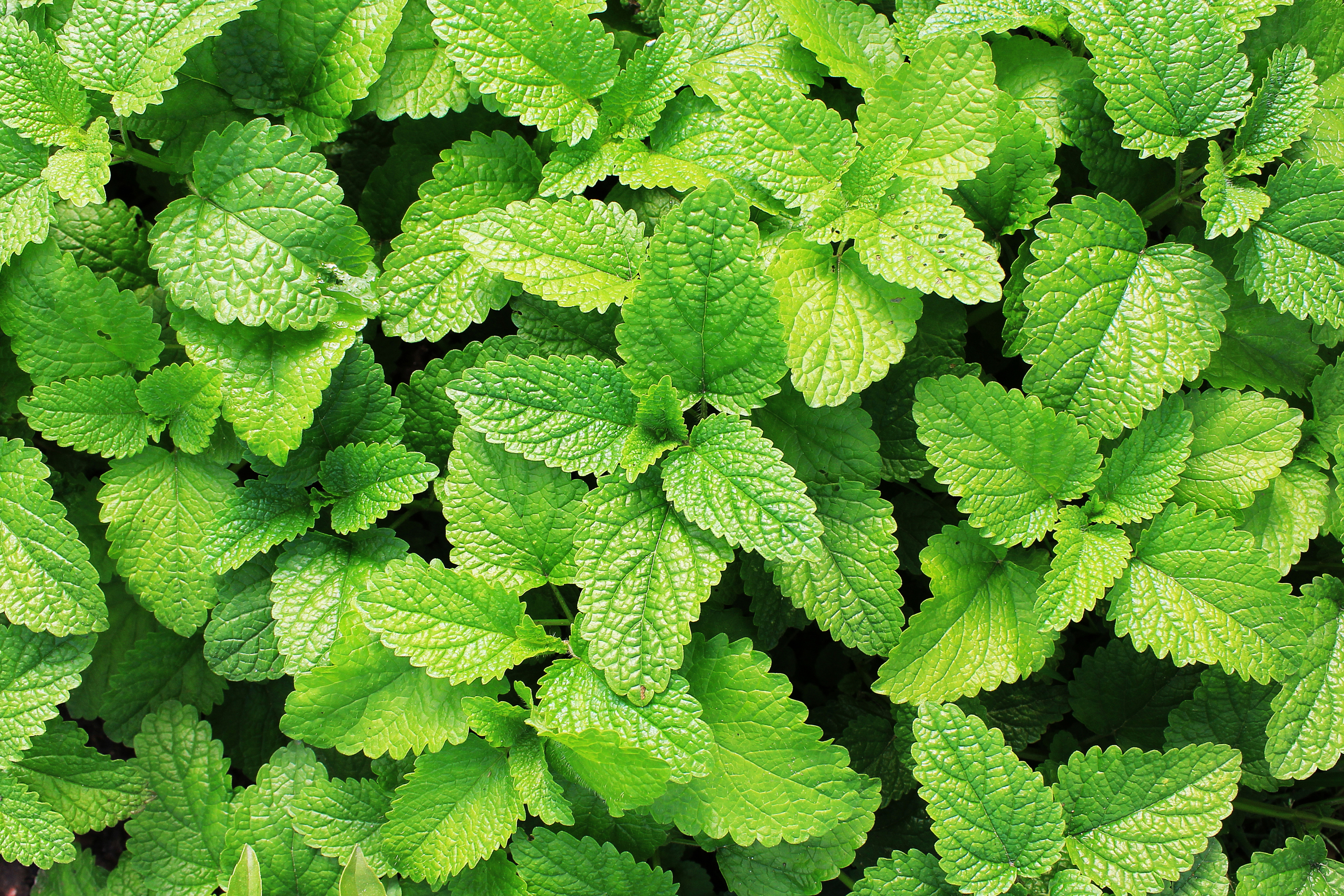 Fresh mint (iStock/PA)