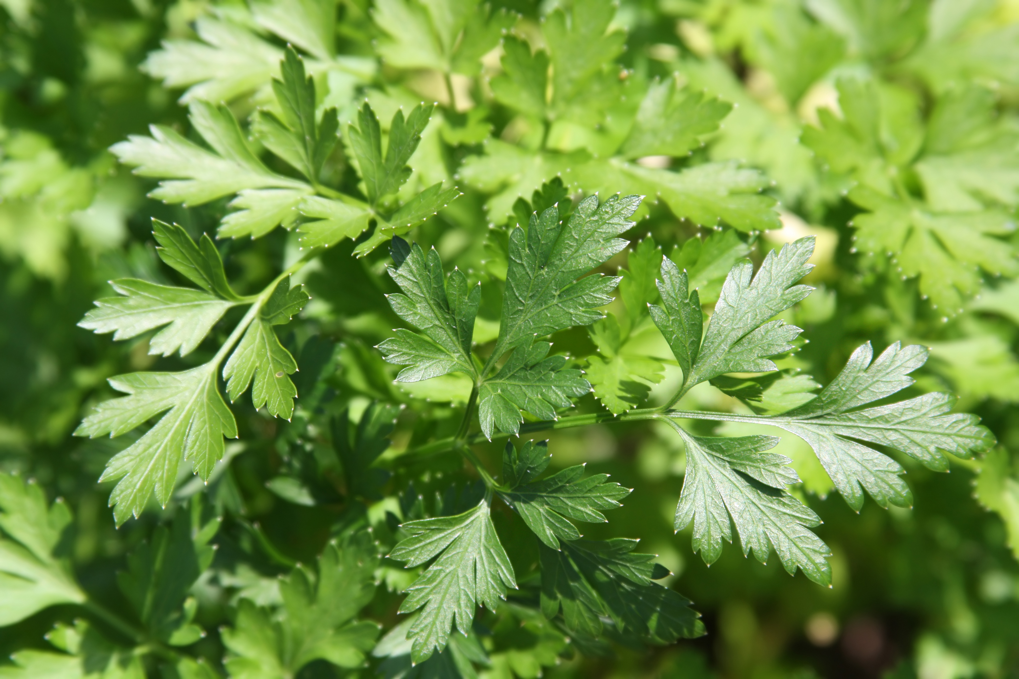 Parsley (iStock/PA)