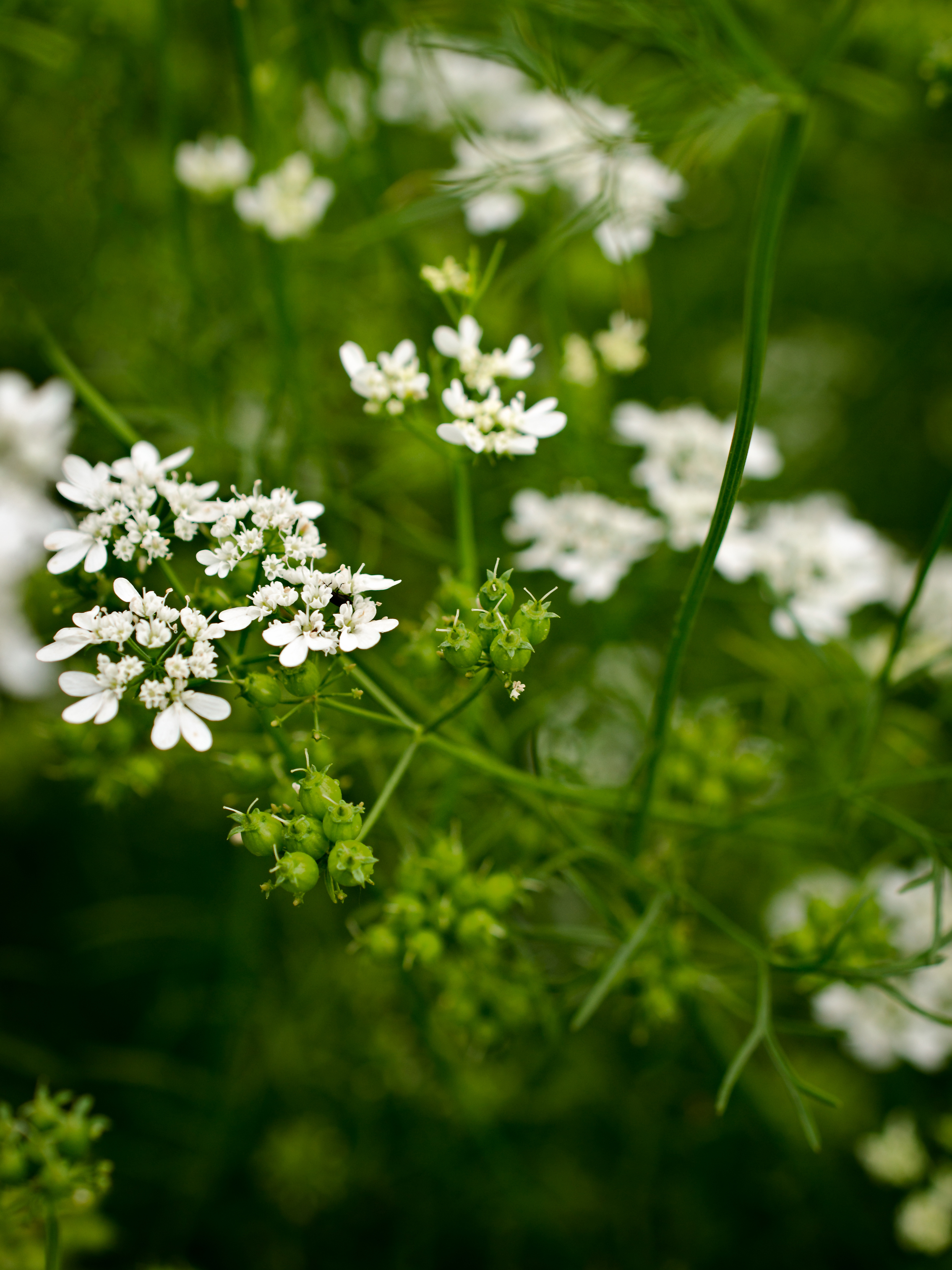 Coriander flowering (iStock/PA)