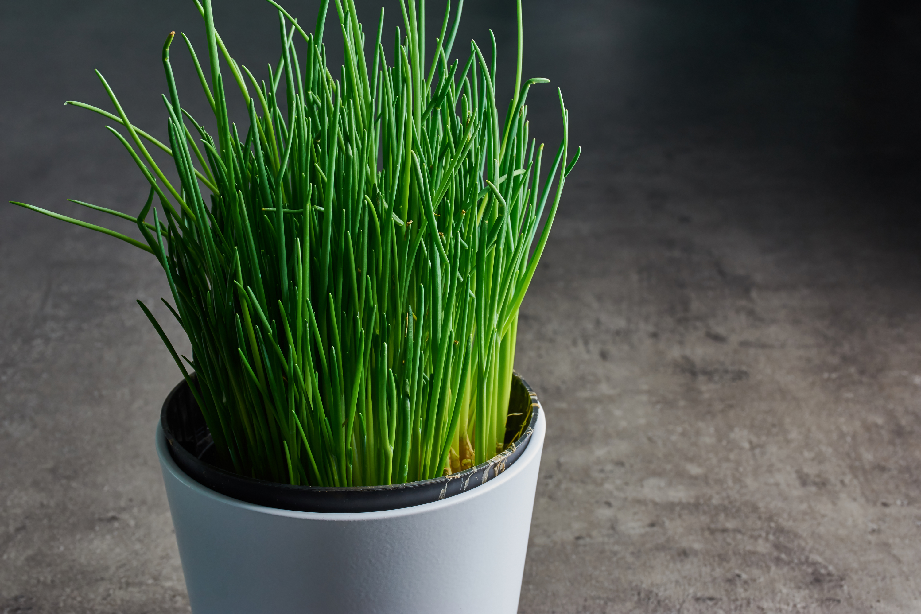 Chives in a pot (iStock/PA)