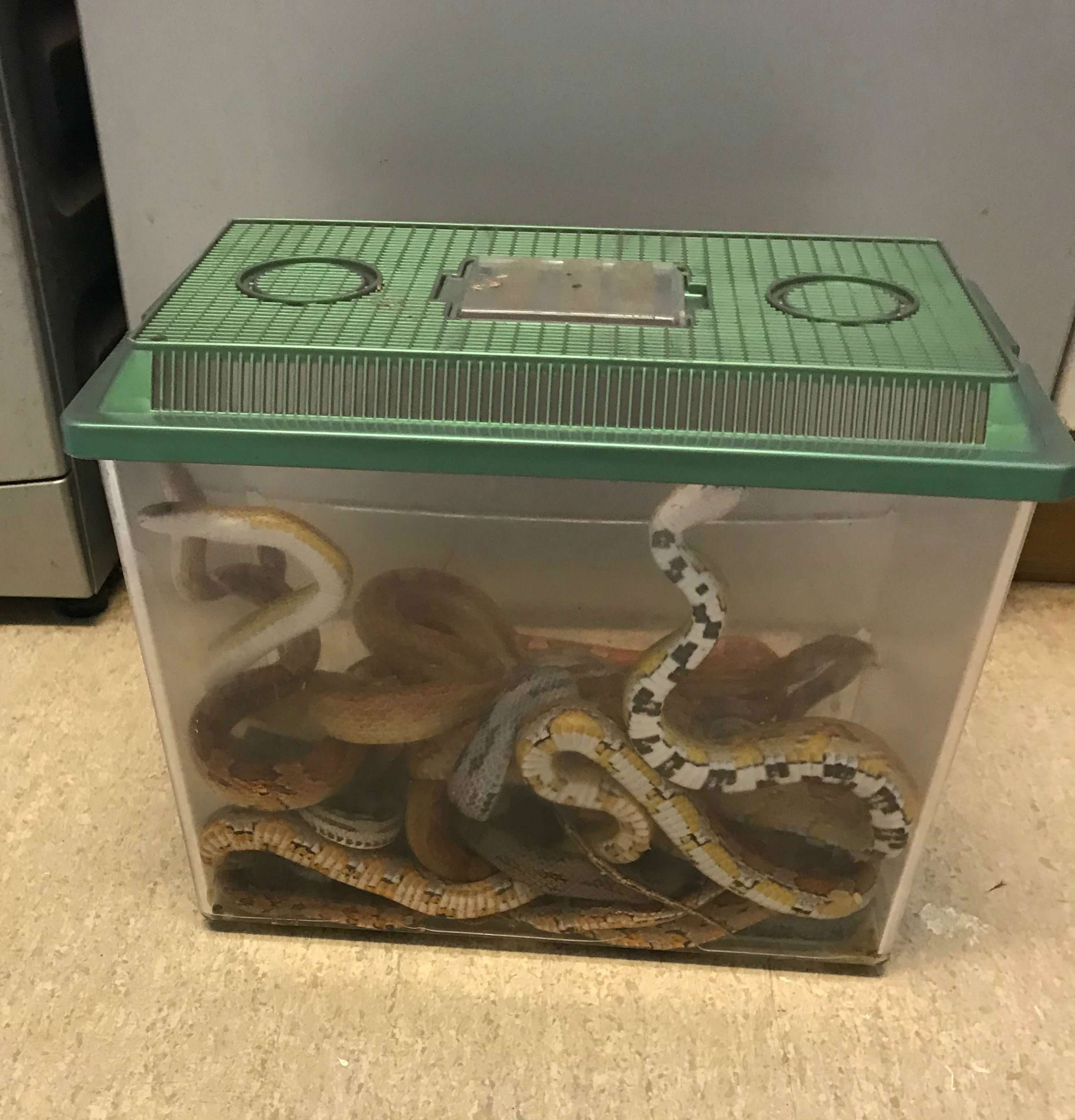 A box of snakes left outside a vet's
