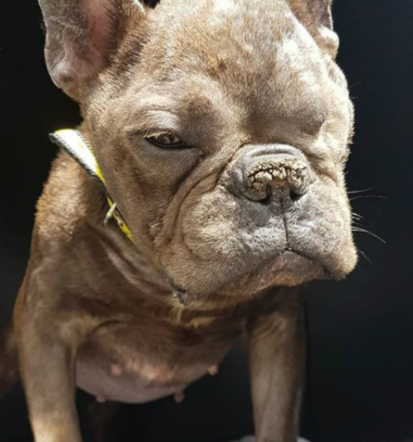 ugly french bulldog