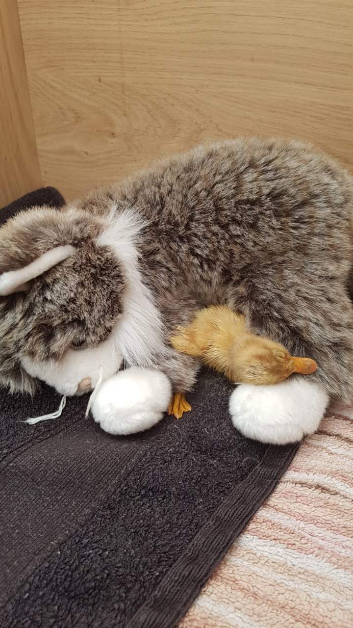 Abandoned duckling with toy cat