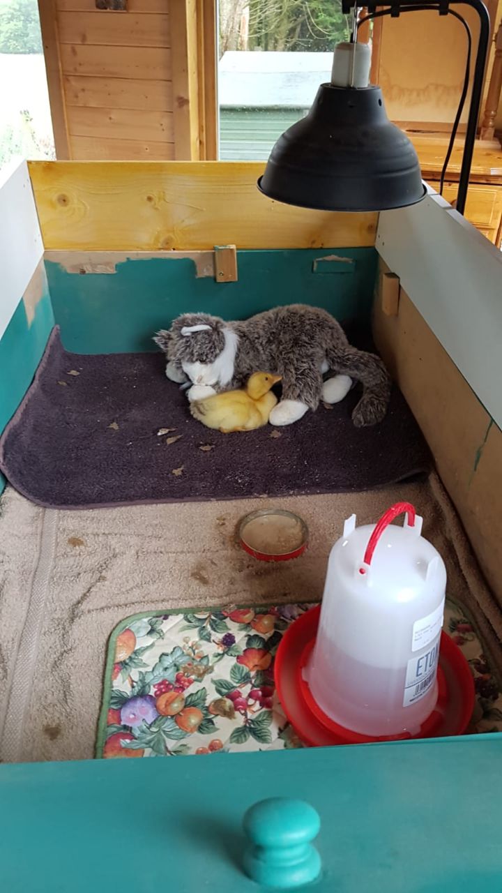 Duckling and toy cat
