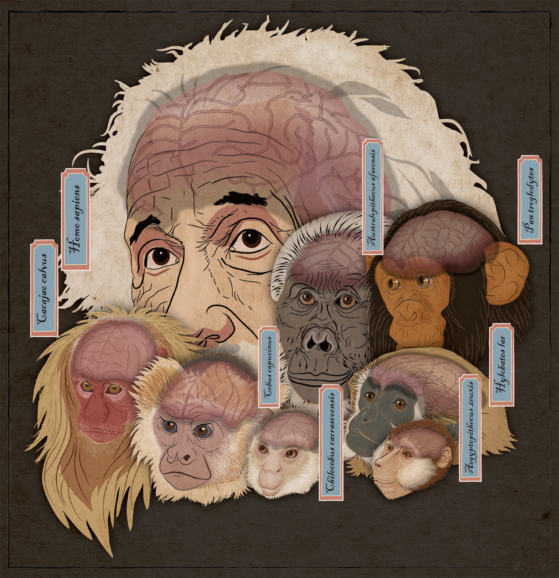 Illustration comparing the brain sizes of a variety of primates, including humans (top left) and the fossil Chilecebus [bottom middle] (Xiaocong Guo/Xijun Ni)