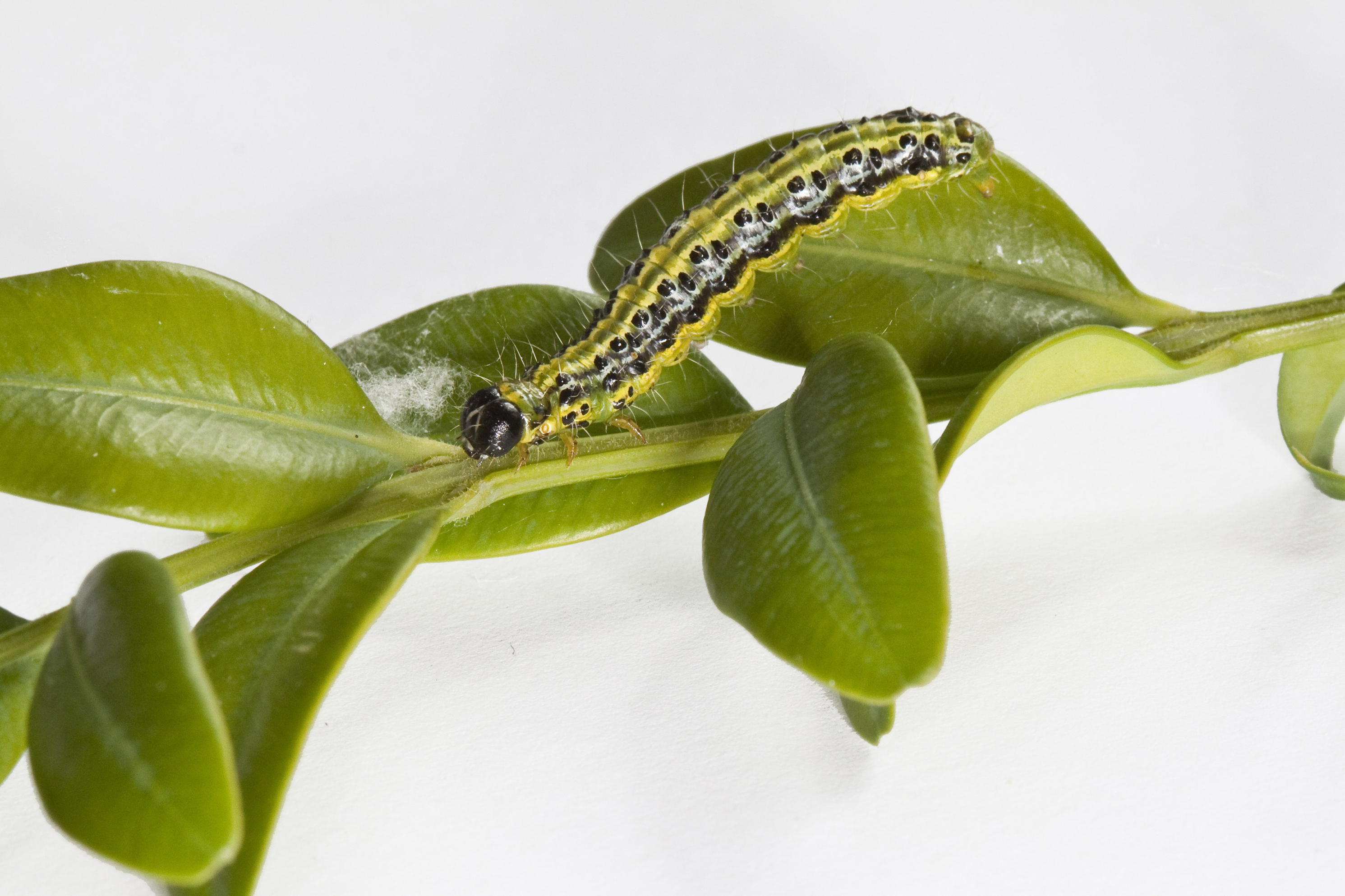 Caterpillar of the box tree moth (Carol Sheppard/RHS/PA)