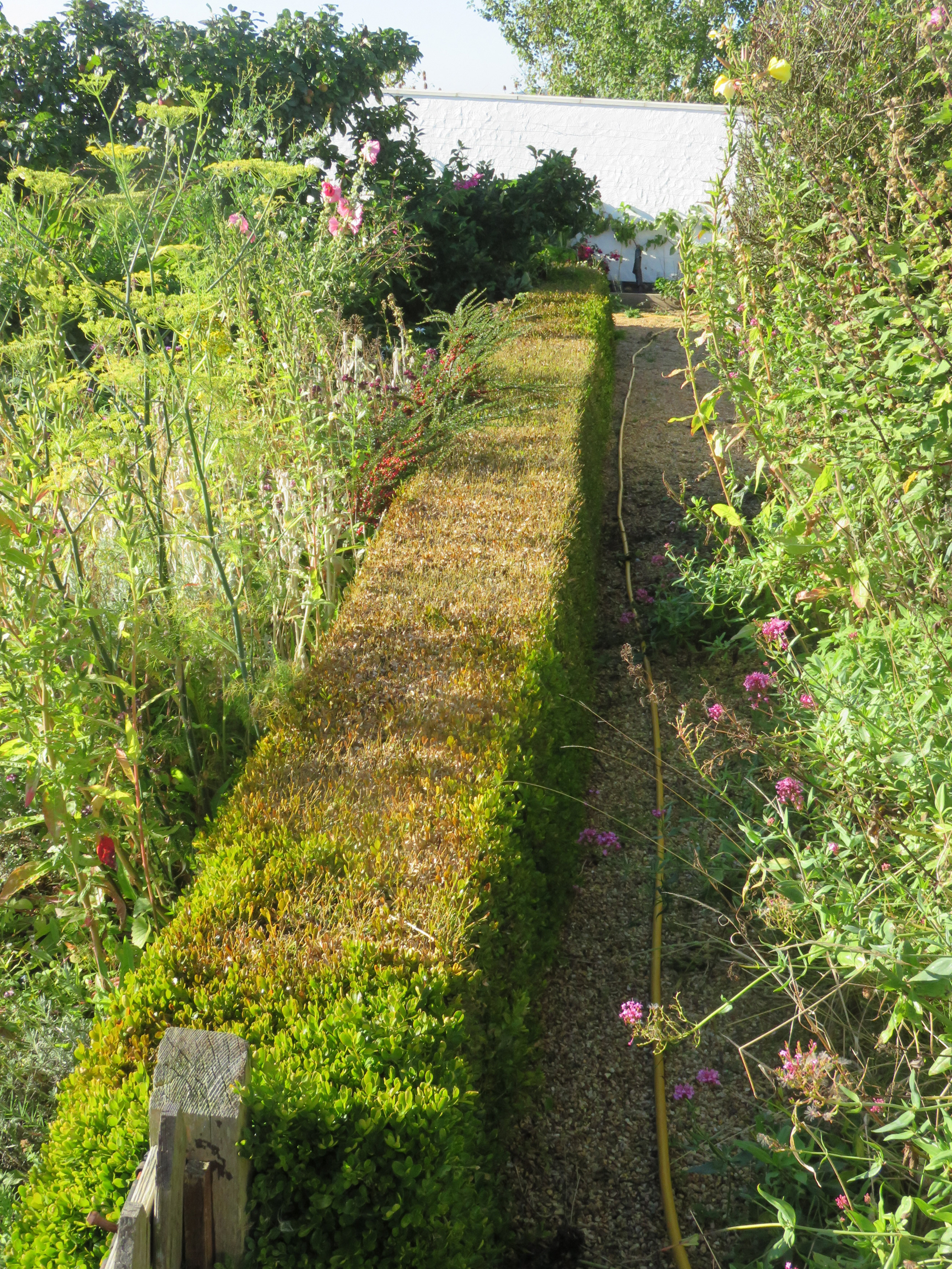 Box blight can ruin your hedges (Ms C Hoyle/RHS/PA)