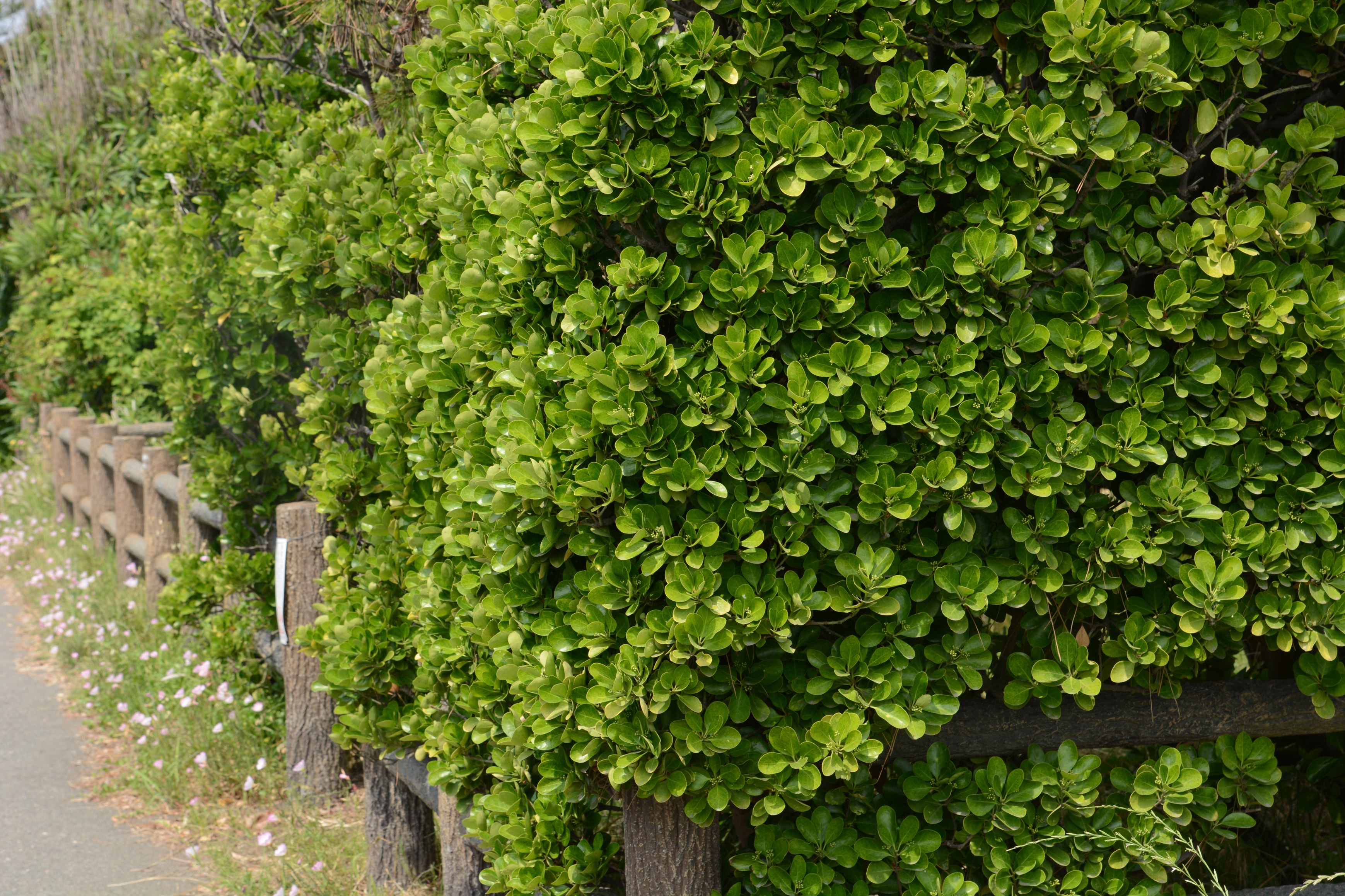 Euonymus japonica makes good hedging (iStock/PA)