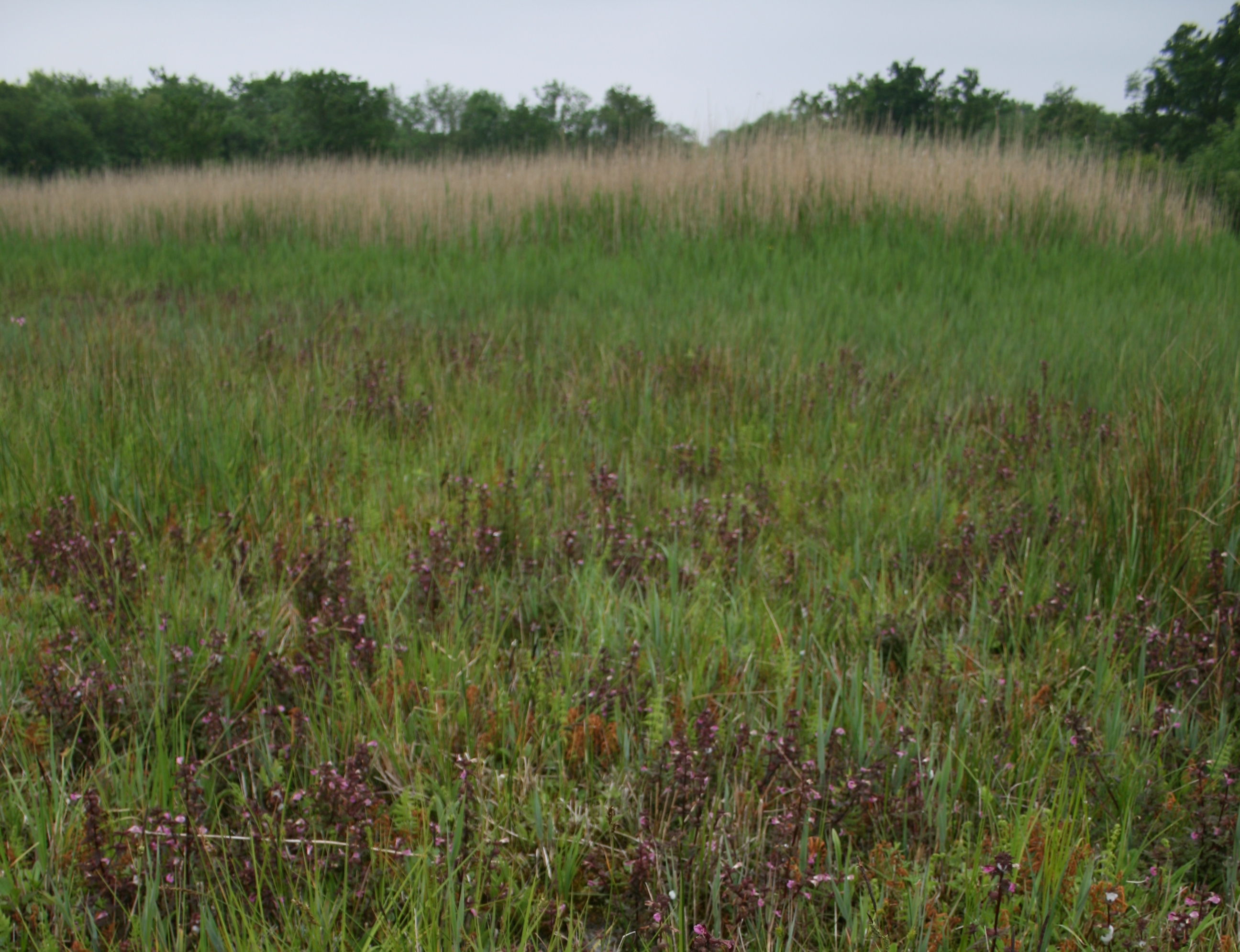 In East Anglia the orchid relies on wetland habitat known as fens (Tim Pankhurst/Plantlife/PA)