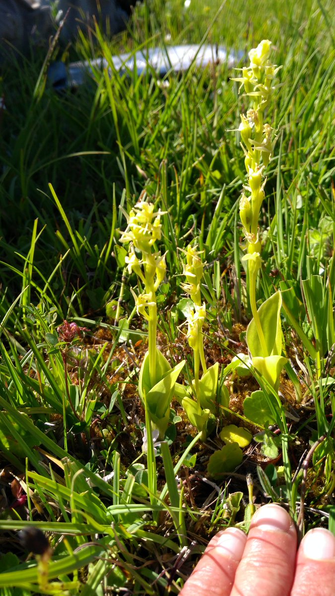 The orchid grows on dunes at one site in Wales (Andrew Jeffery/PA)