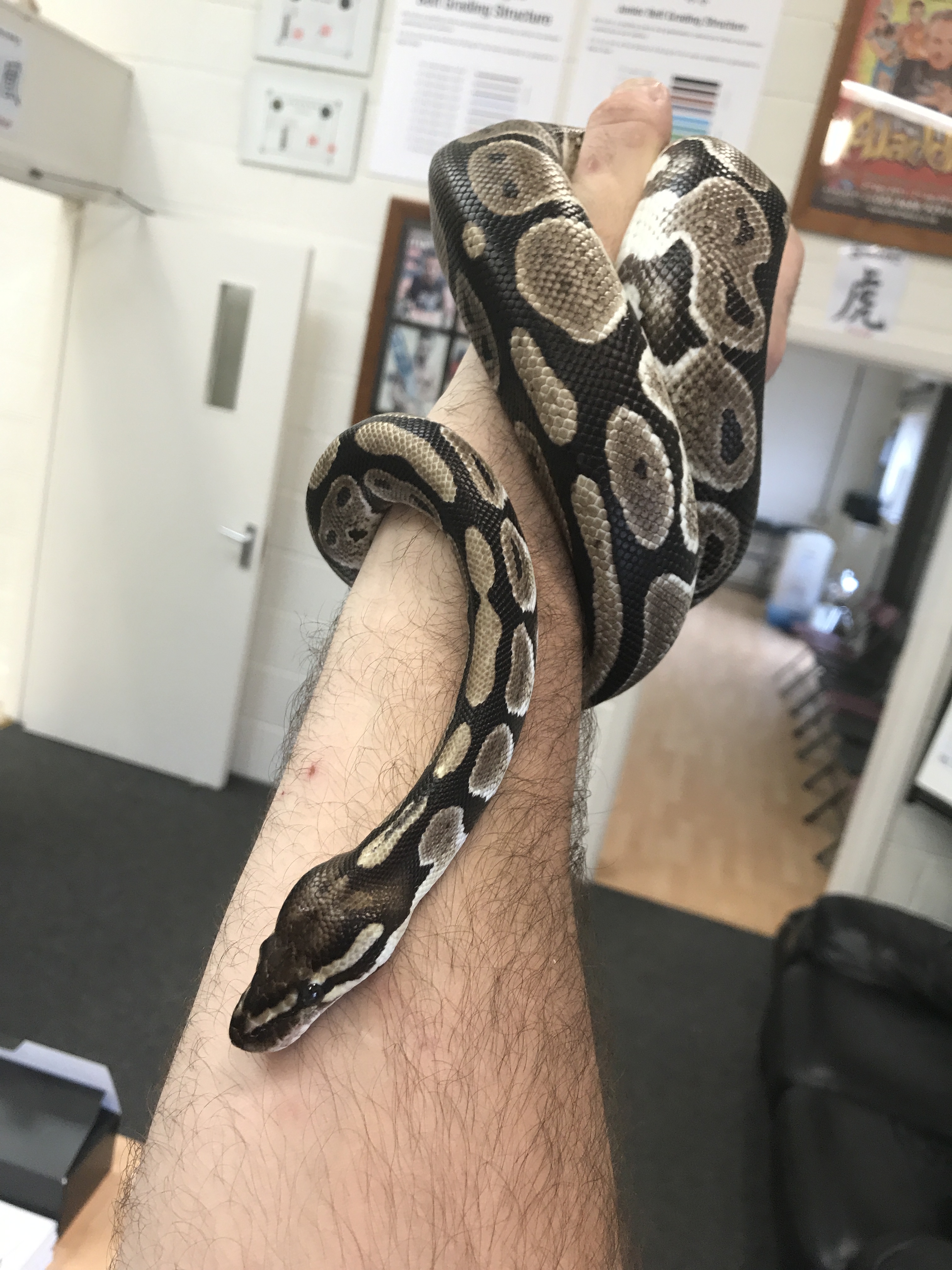 A python named Gozer the Gozerian who was found in a baby's nursery