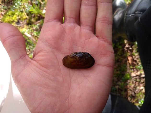 Freshwater pearl mussel