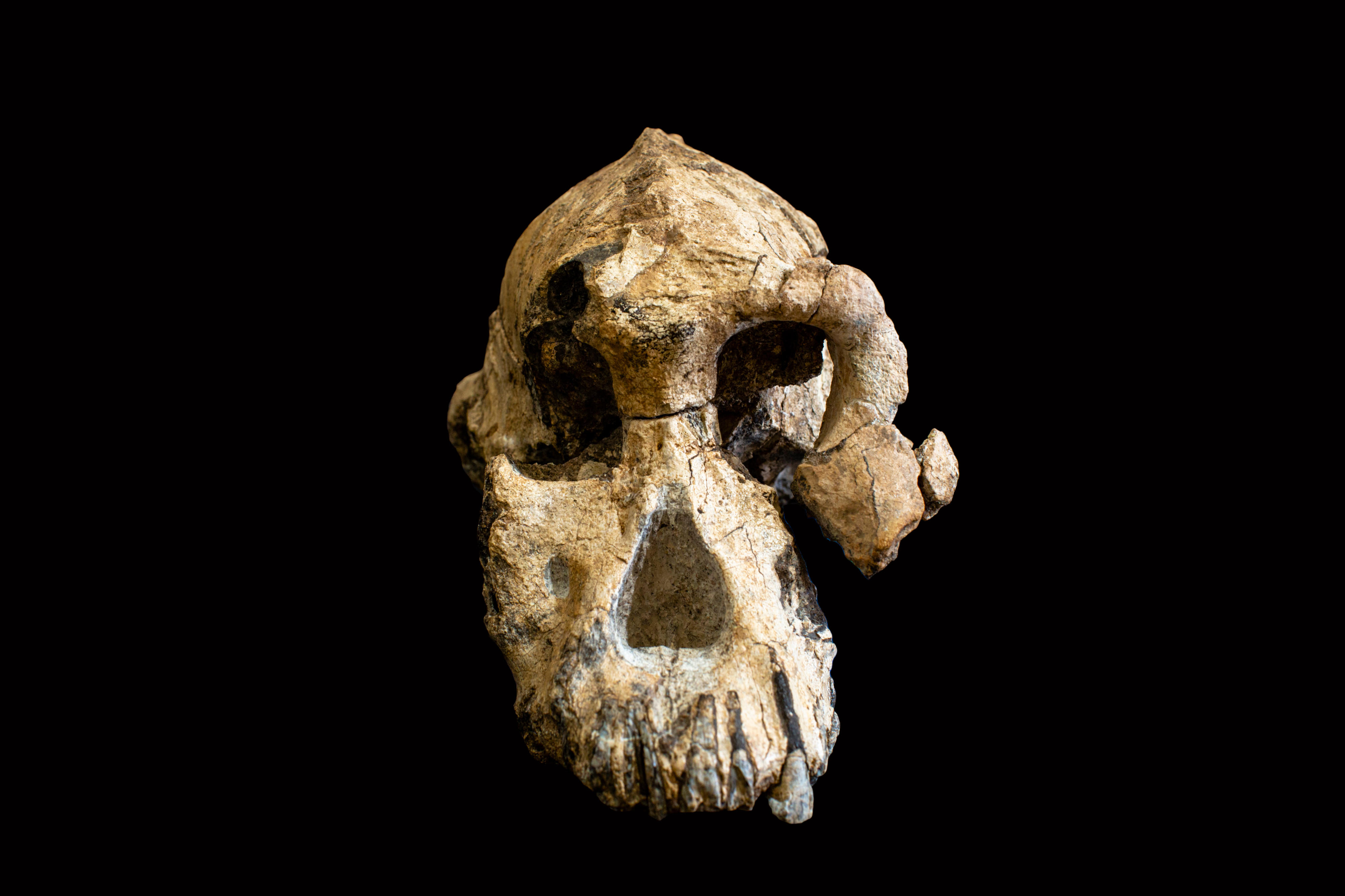 Cranium Specimen (Dale Omori/Cleveland Museum of Natural History