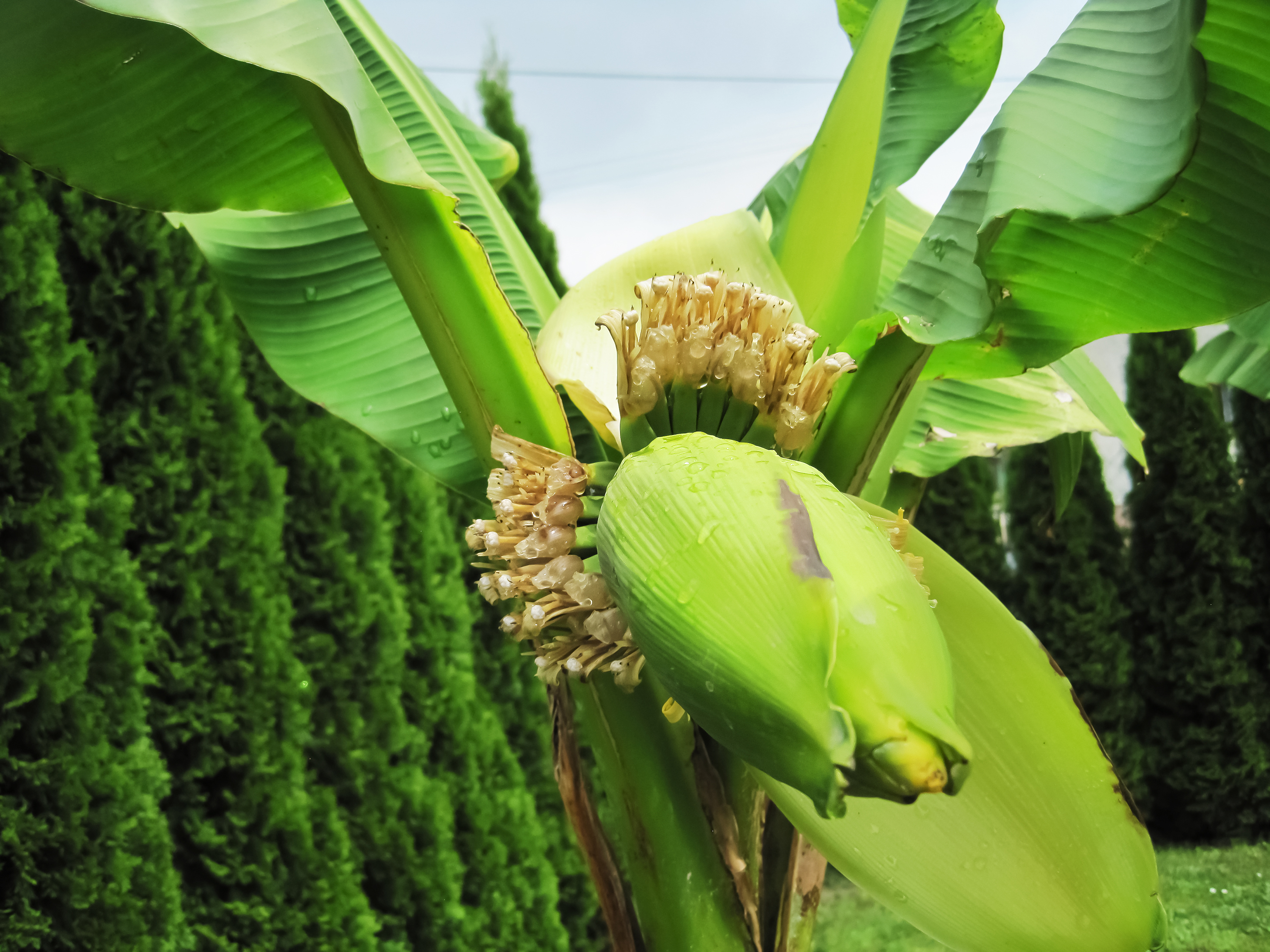 Banana plant (iStock/PA)