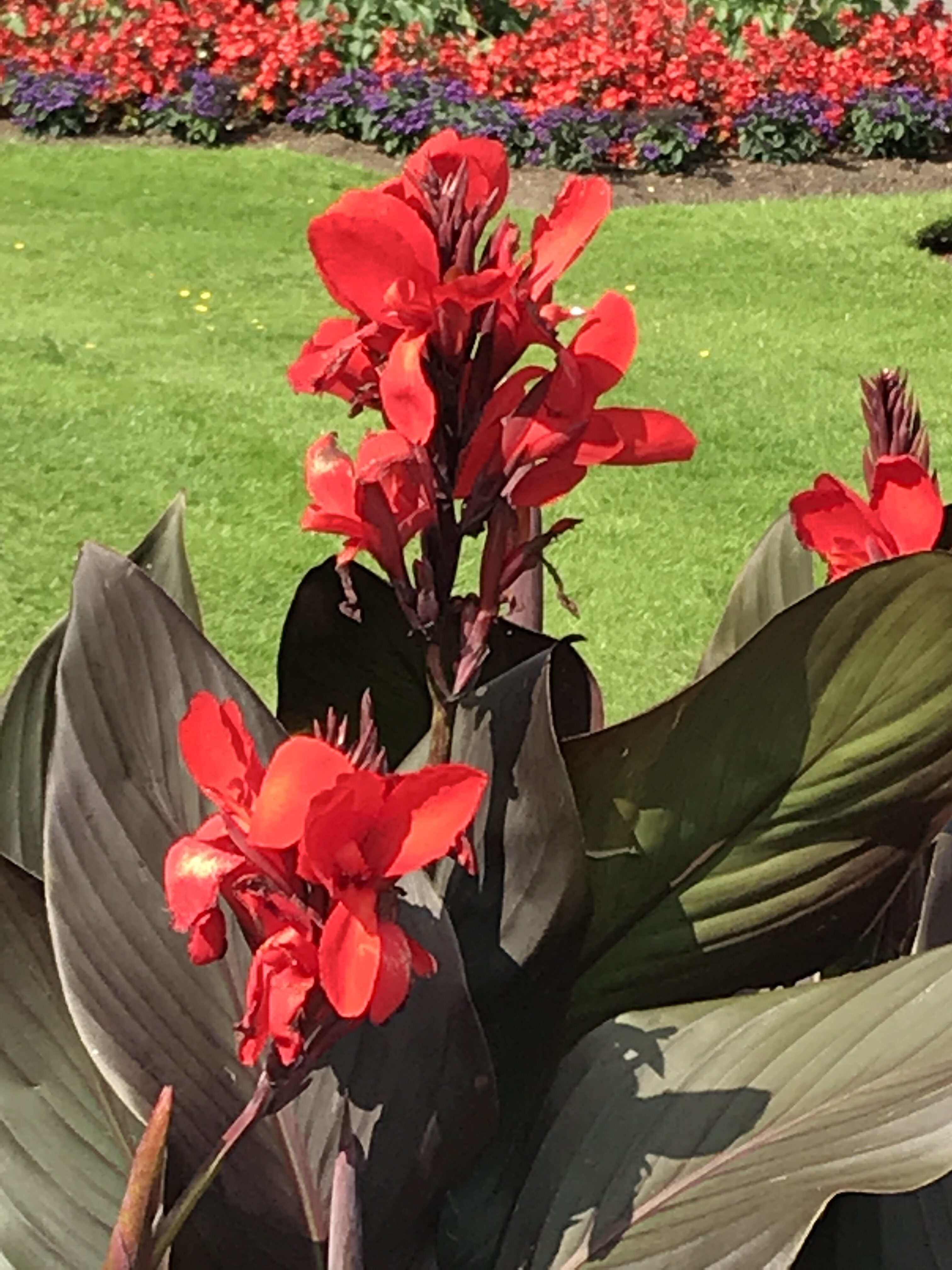 Canna (Hannah Stephenson/PA)