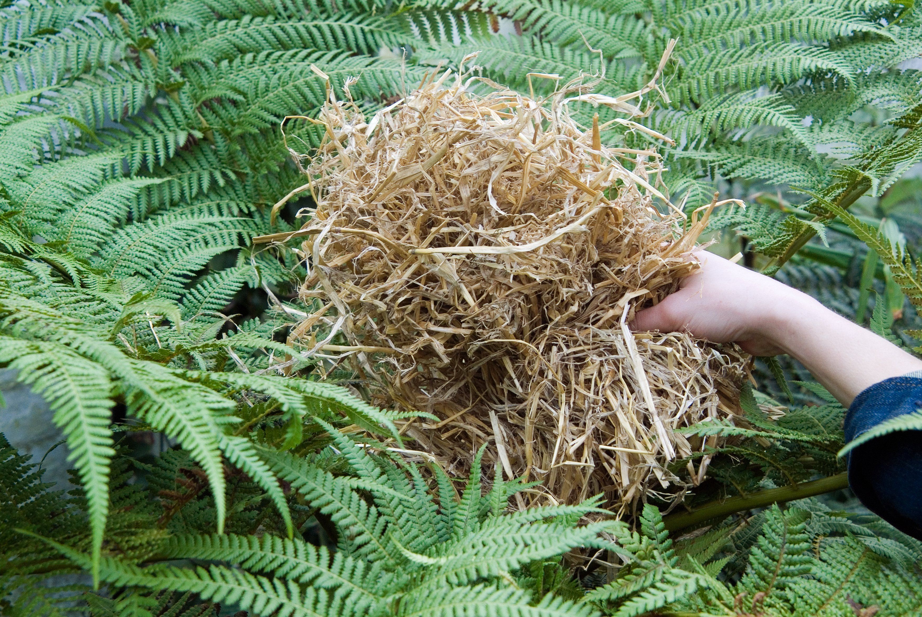 Tree fern (Tim Sandall/RHS/PA)