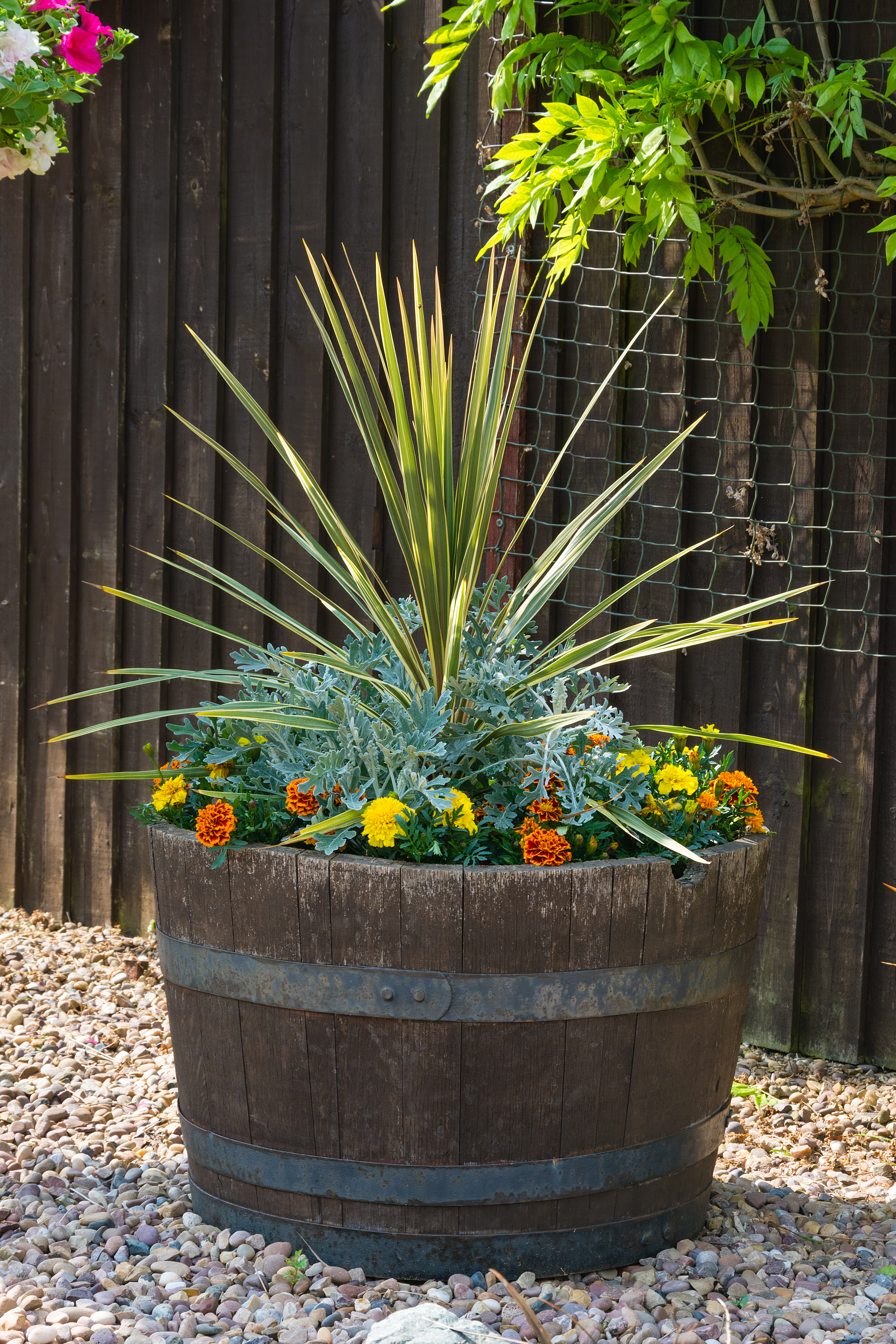 Cordylines (iStock/PA)