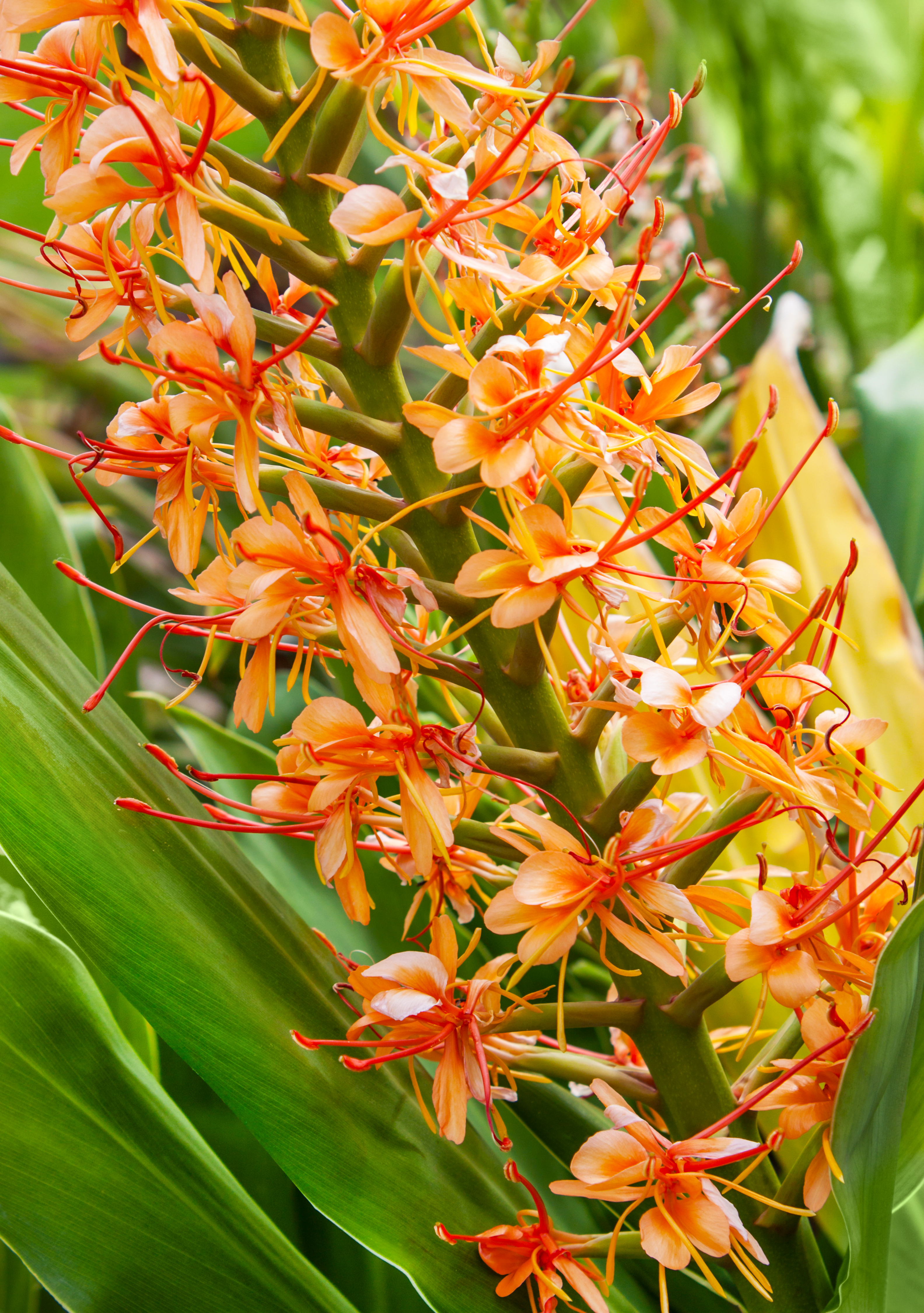 Ginger lilies (iStock/PA)