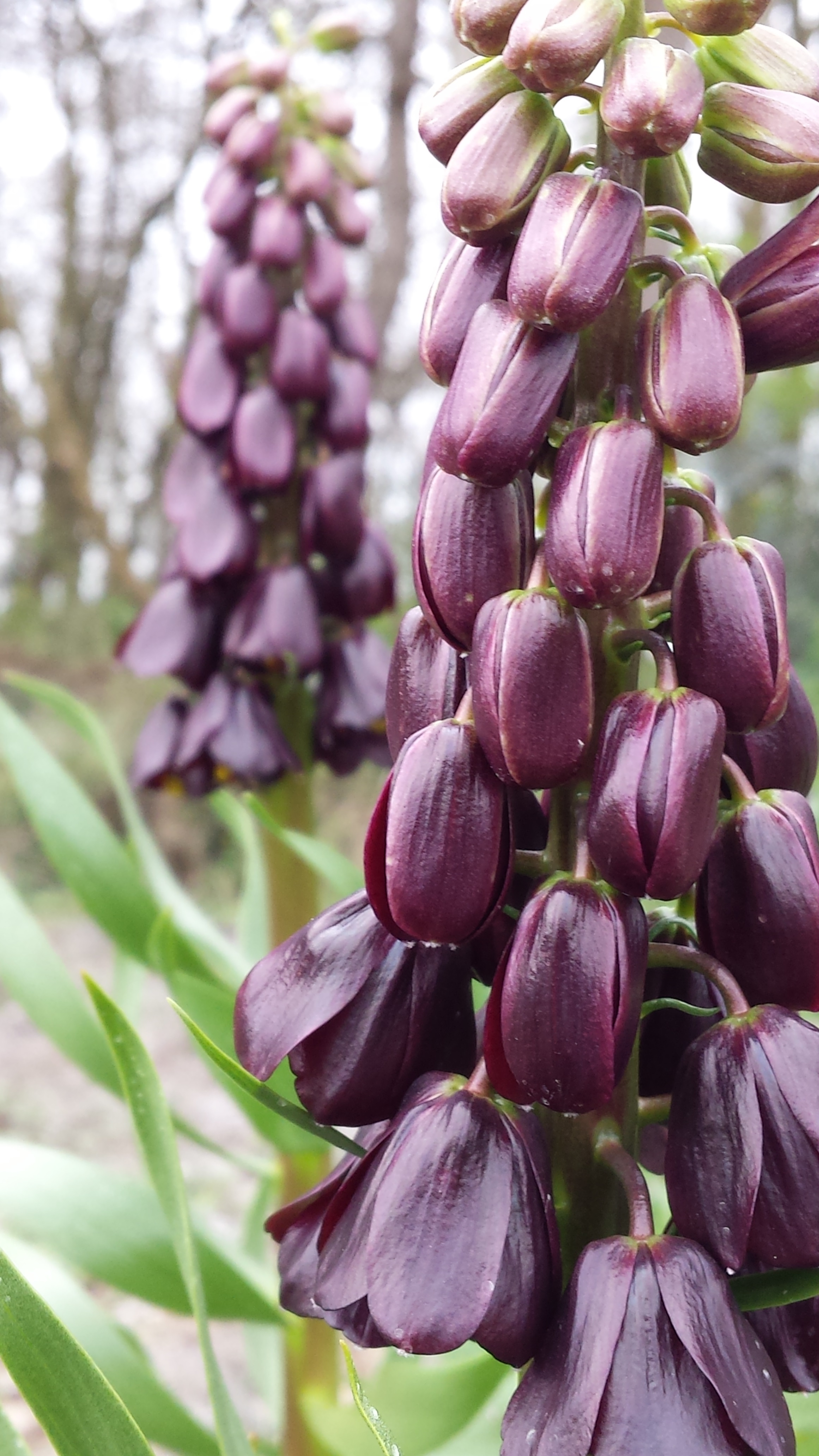 This deep purple fritillaria looks good with cream contrasts (Direct Bulbs/PA)