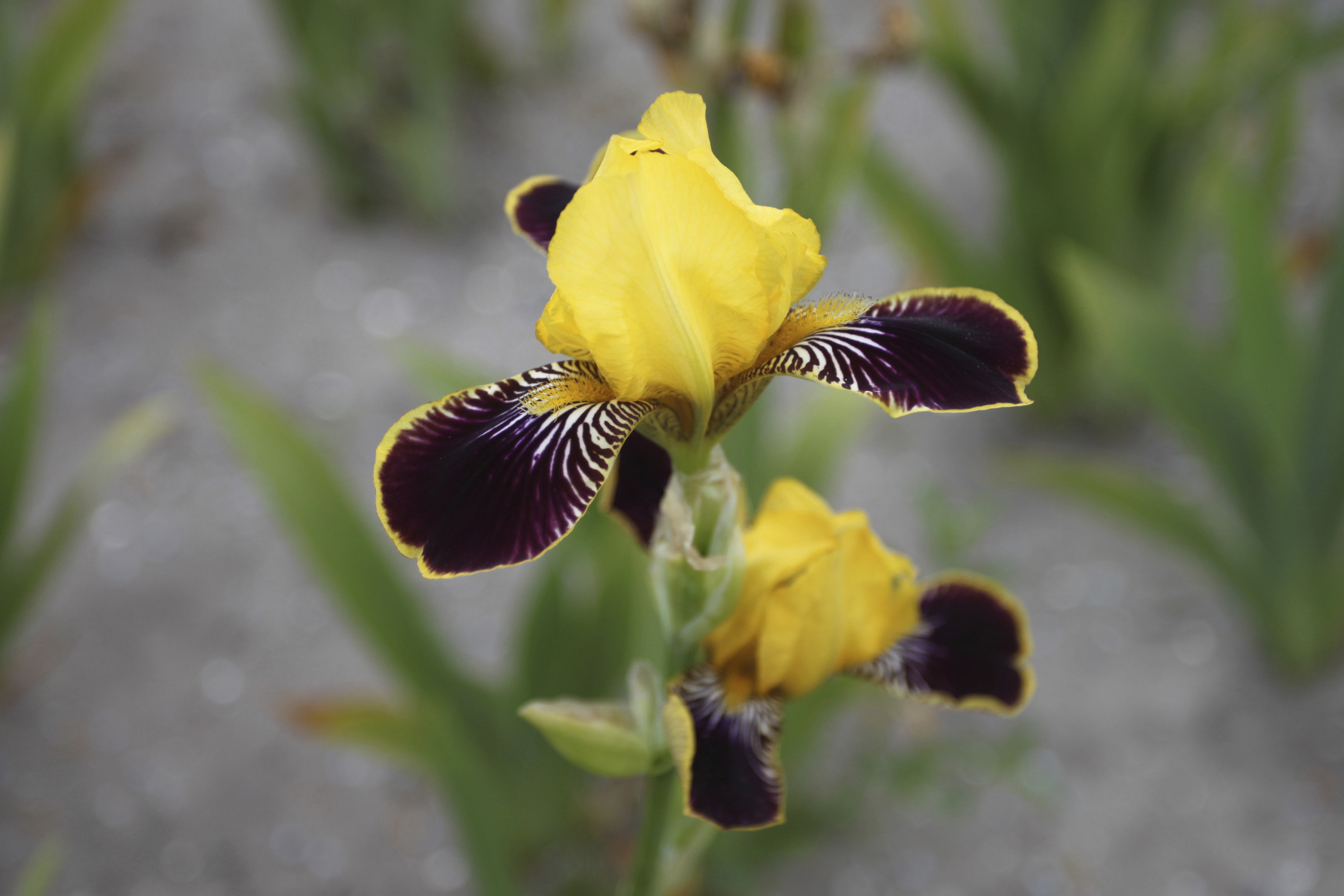 This bearded iris 'Bumblebee Deelite' packs a colourful punch (Dobies/PA)